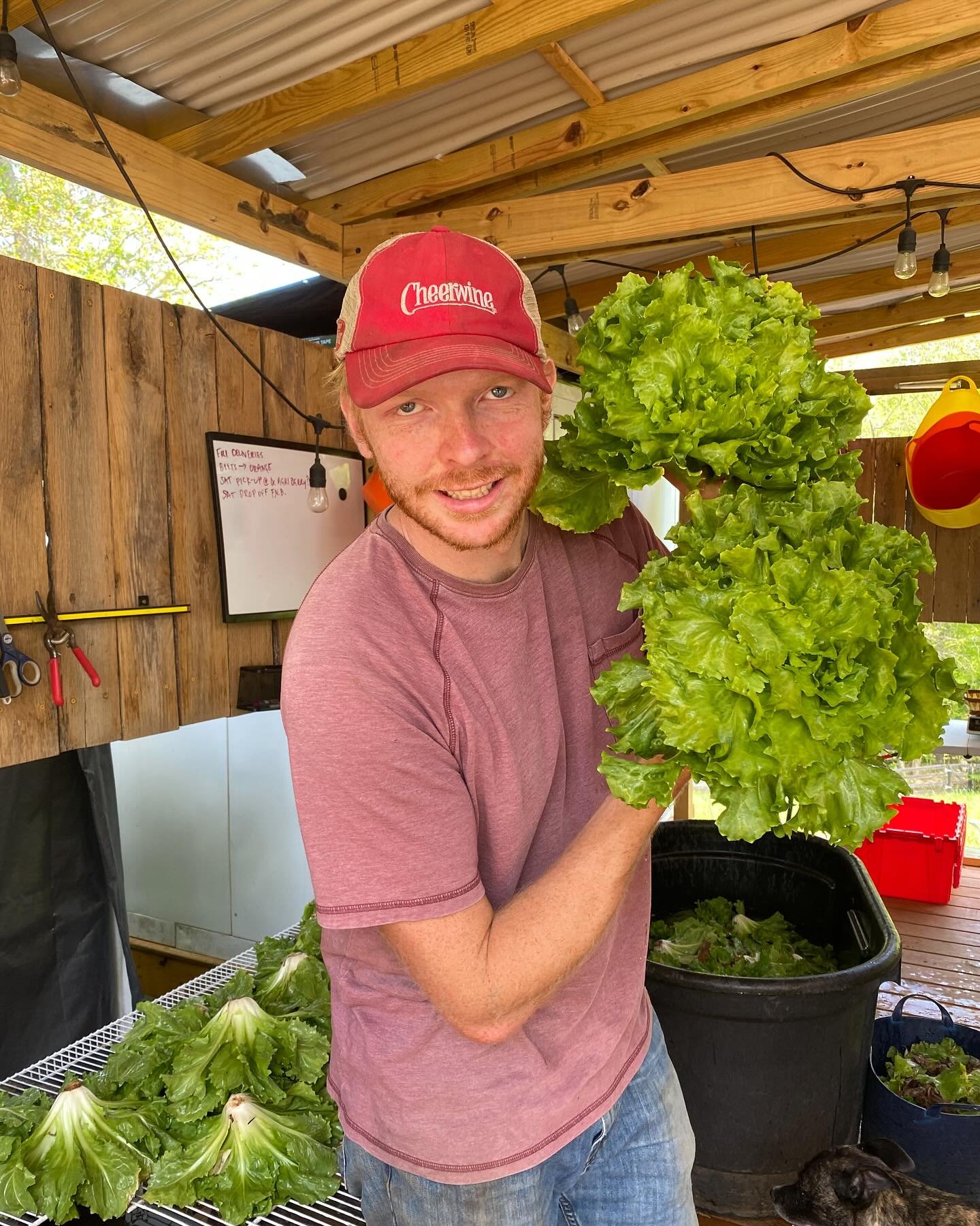 See you in a few hours at Lampo (205 Monticello Road) with mountains of escarole! &ldquo;Sexy lettuce&rdquo; (according to Nina)! Strawberries from @agriberryfarm ! Baby salad turnips (c&rsquo;mon i know you saw The Bear)! And more :) Fresh fruits an