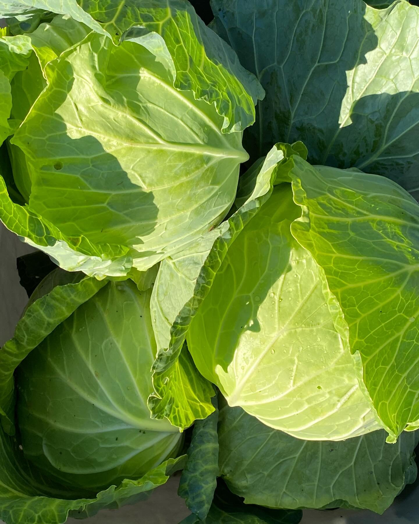 People ask what my favorite vegetable is and I know they want me to respond &ldquo;tomatoes,&rdquo; so it&rsquo;s fun to be honest and say &ldquo;cabbage,&rdquo; but then of course they respond with &ldquo;but what about tomatoes?!?&rdquo; And I must