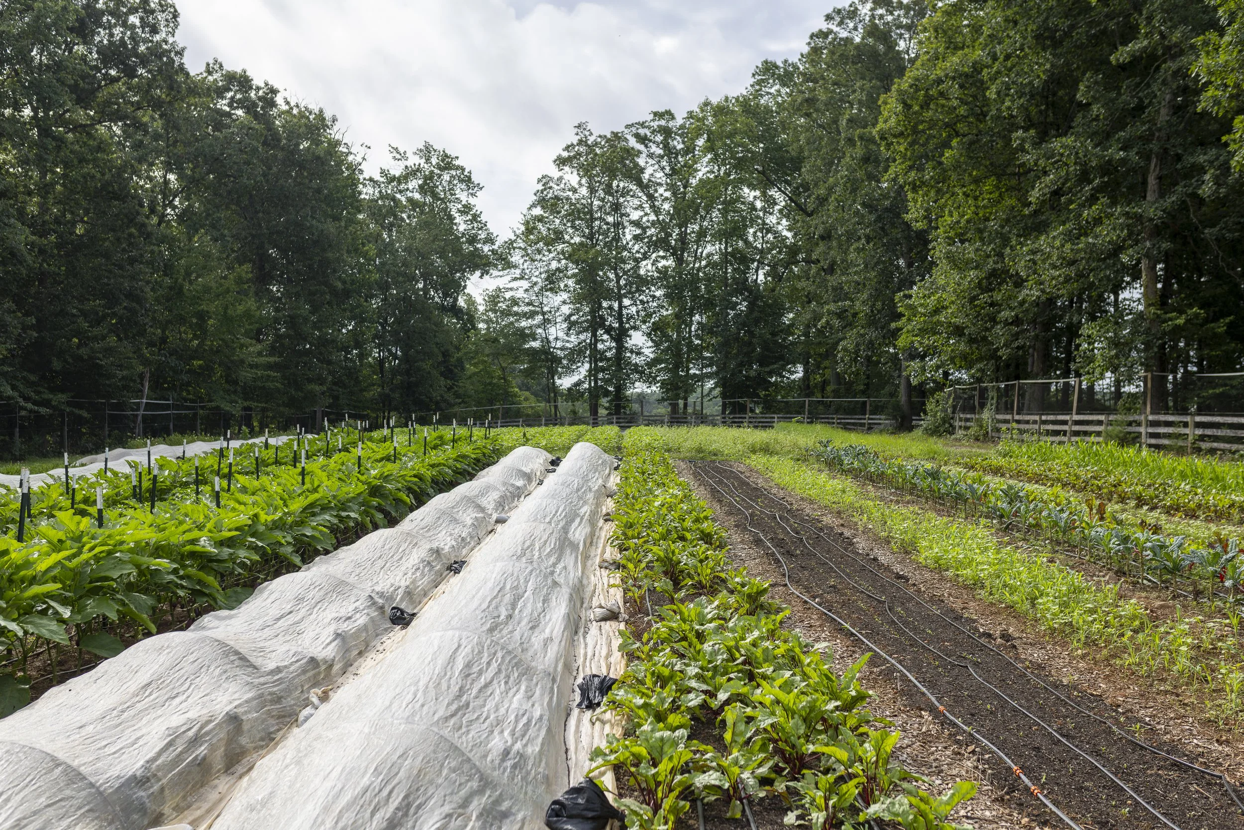 Chime_Studio_for_September_Sun_Produce_Farm_250716_130.jpg