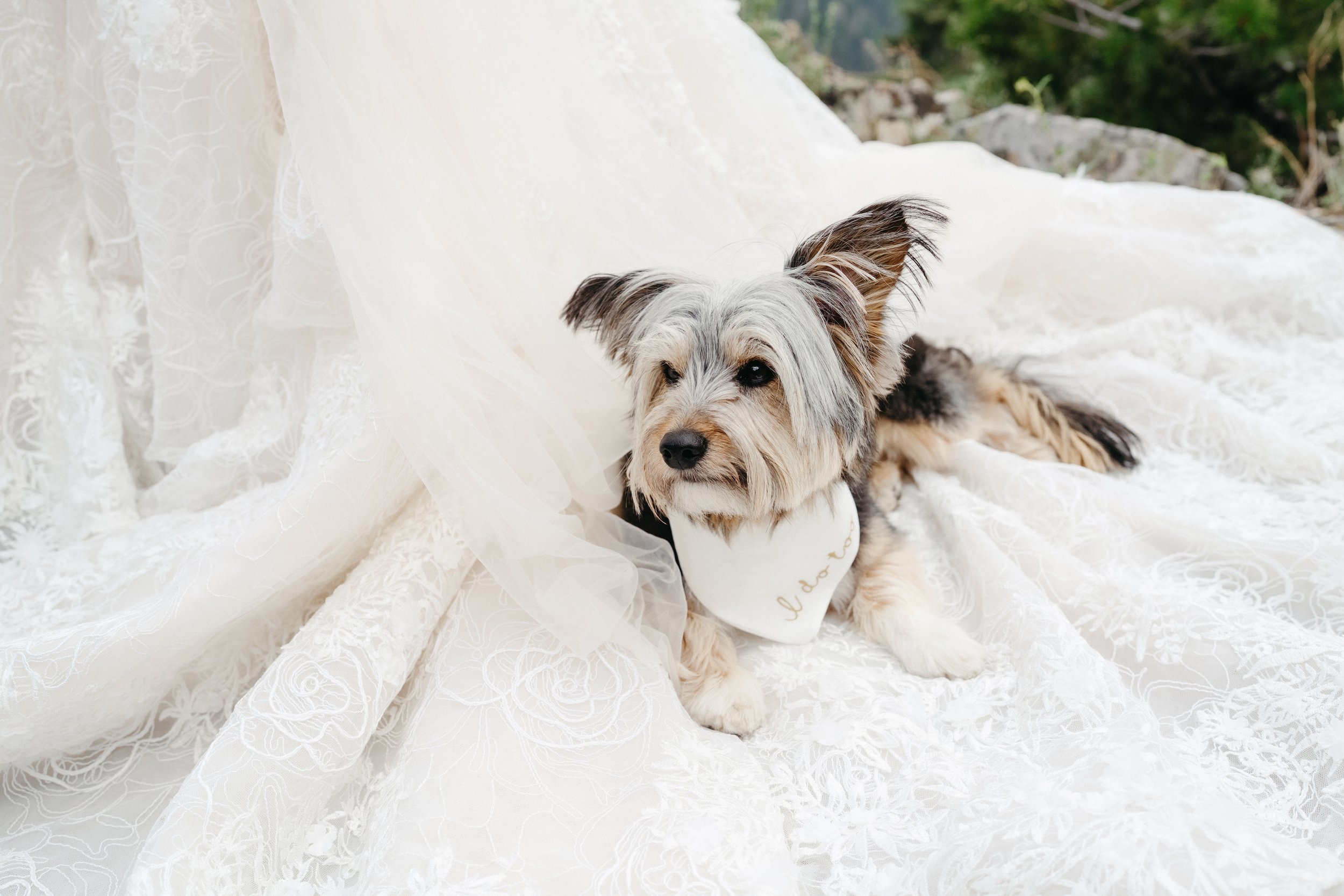 Marlee-&_-Cody-Kluge-7.16.25-Sam-Murch-Photography-Ouray-Colorado-Wedding-47.jpg