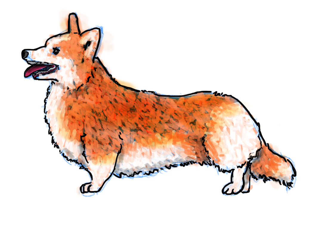 Corgi_Side_View_Sketch__Ink.png