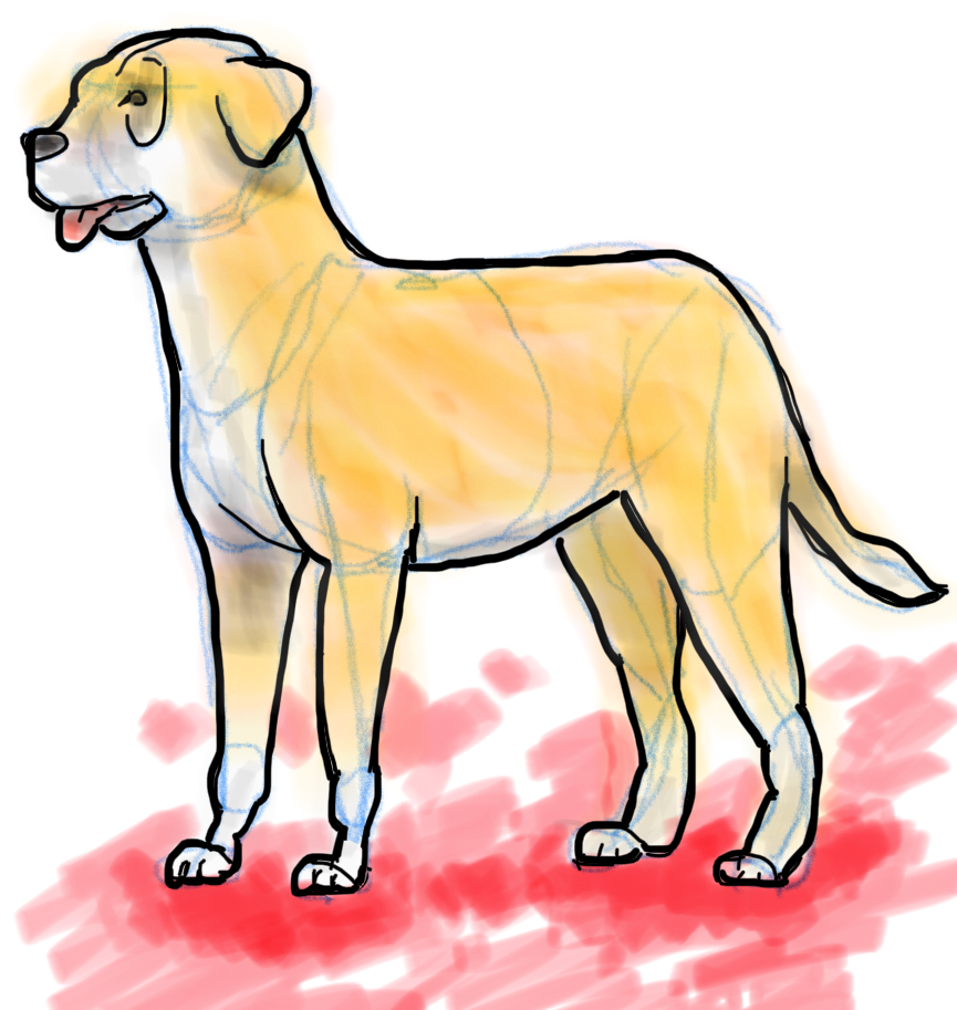 Labrador_Retriever.png