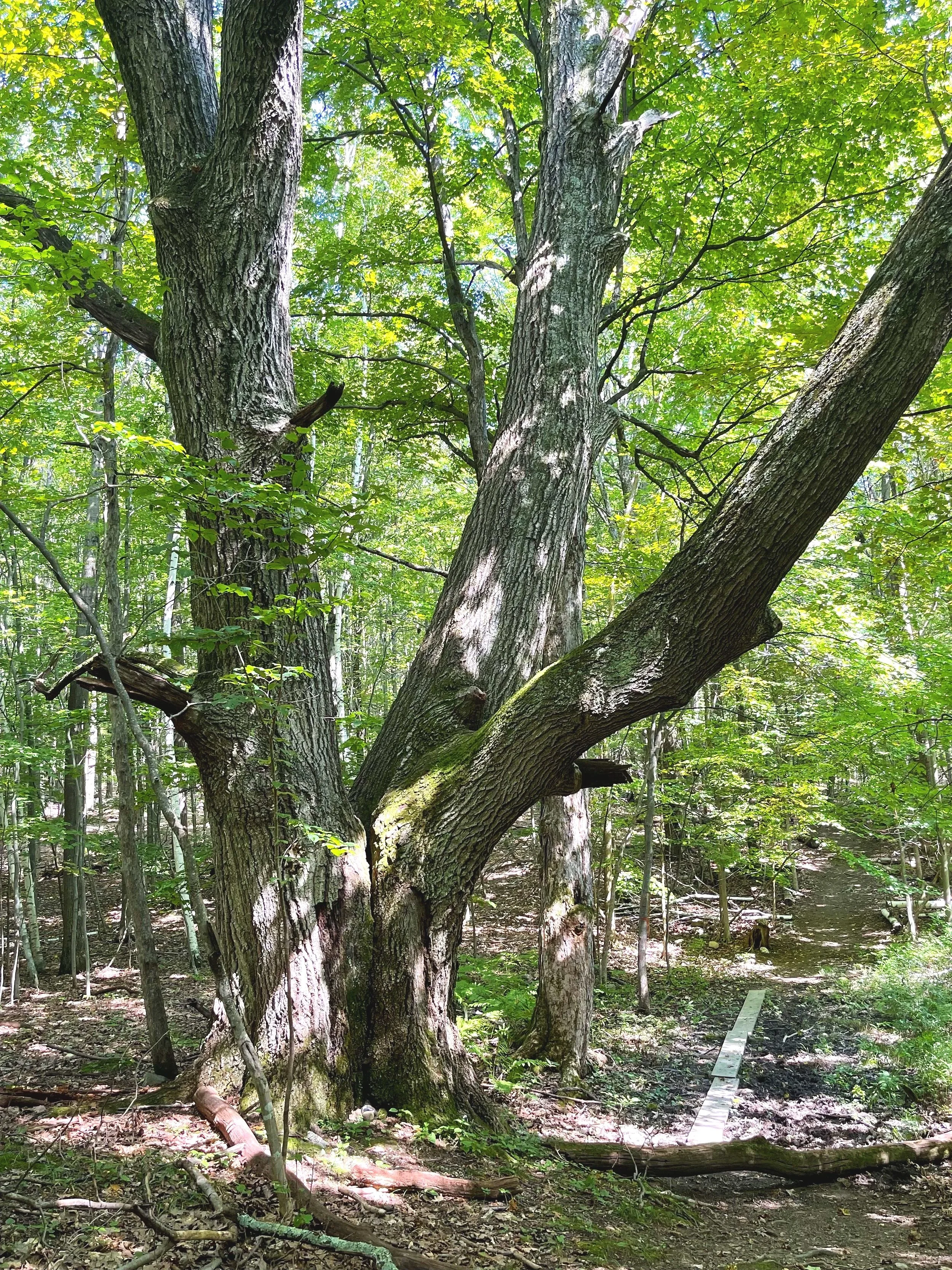 A dense forest scene with a large, textured tree trunk in the foreground, surrounded by green leaves and smaller trees, with sunlight filtering through the canopy.