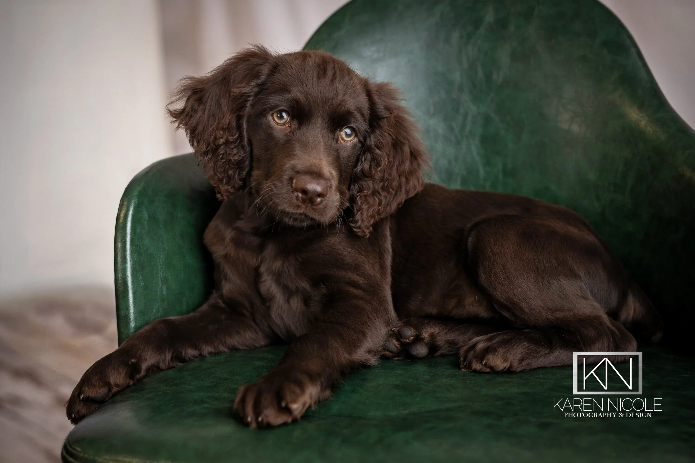 Karen Nicole Photography Pet Portrait
