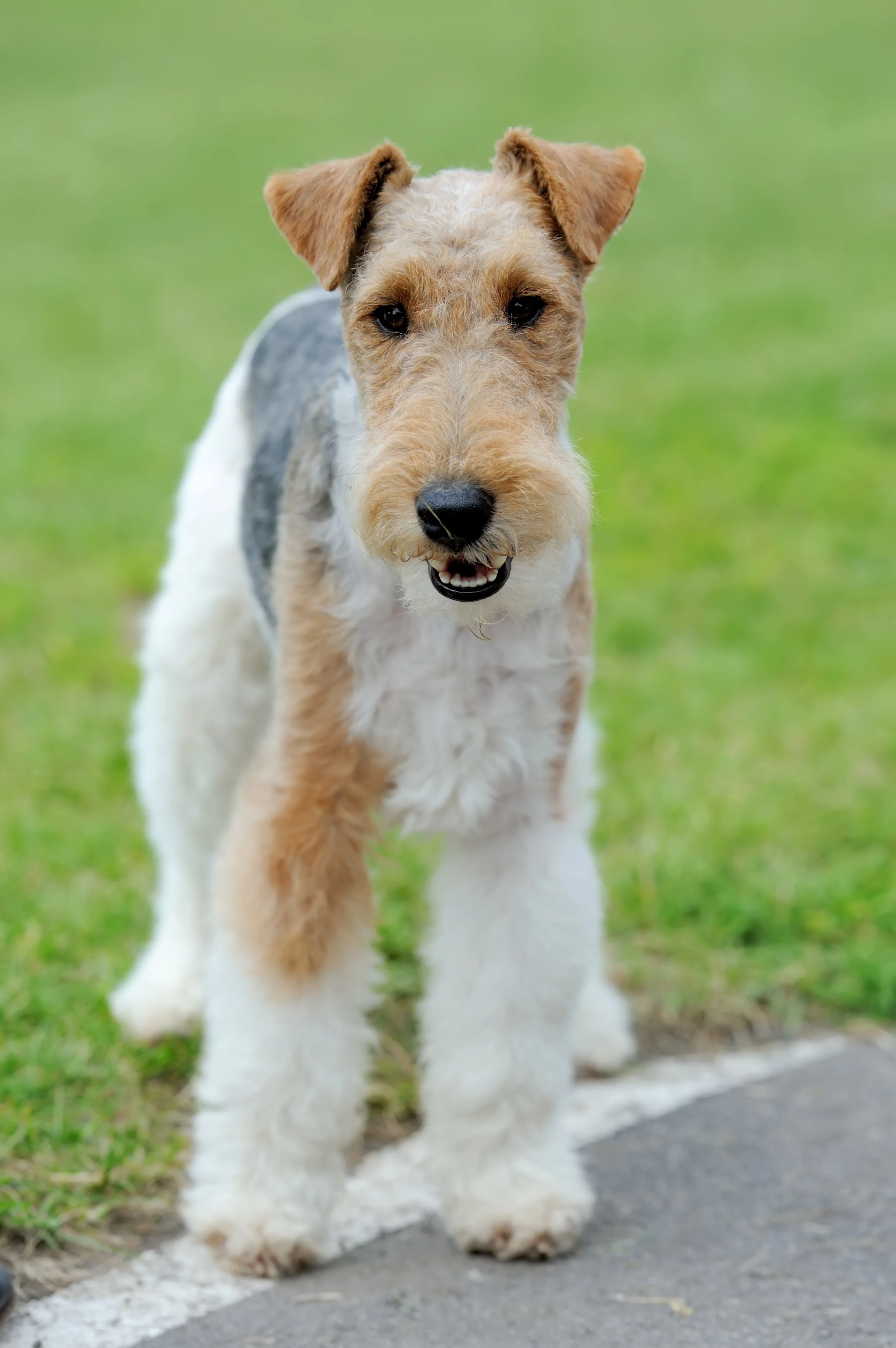 Breed Standard — Wire Fox Terrier Club of the Central States