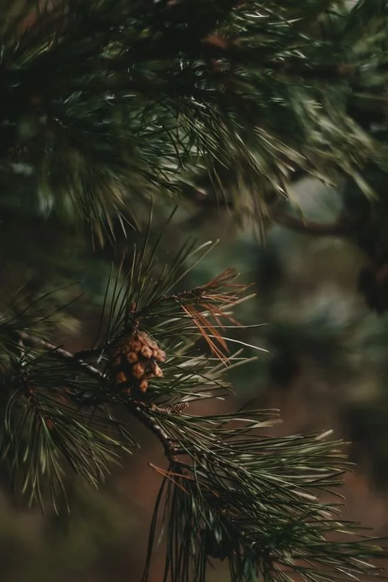 Wreath Workshop 11/19 Riverhead