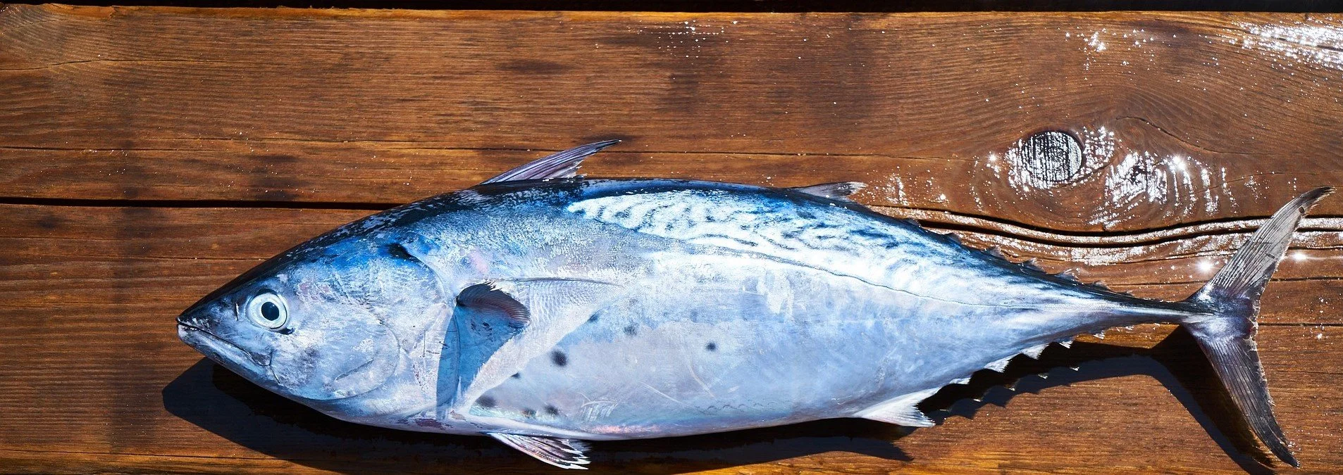 About — Cape Lookout Albacore & Redfish Festival