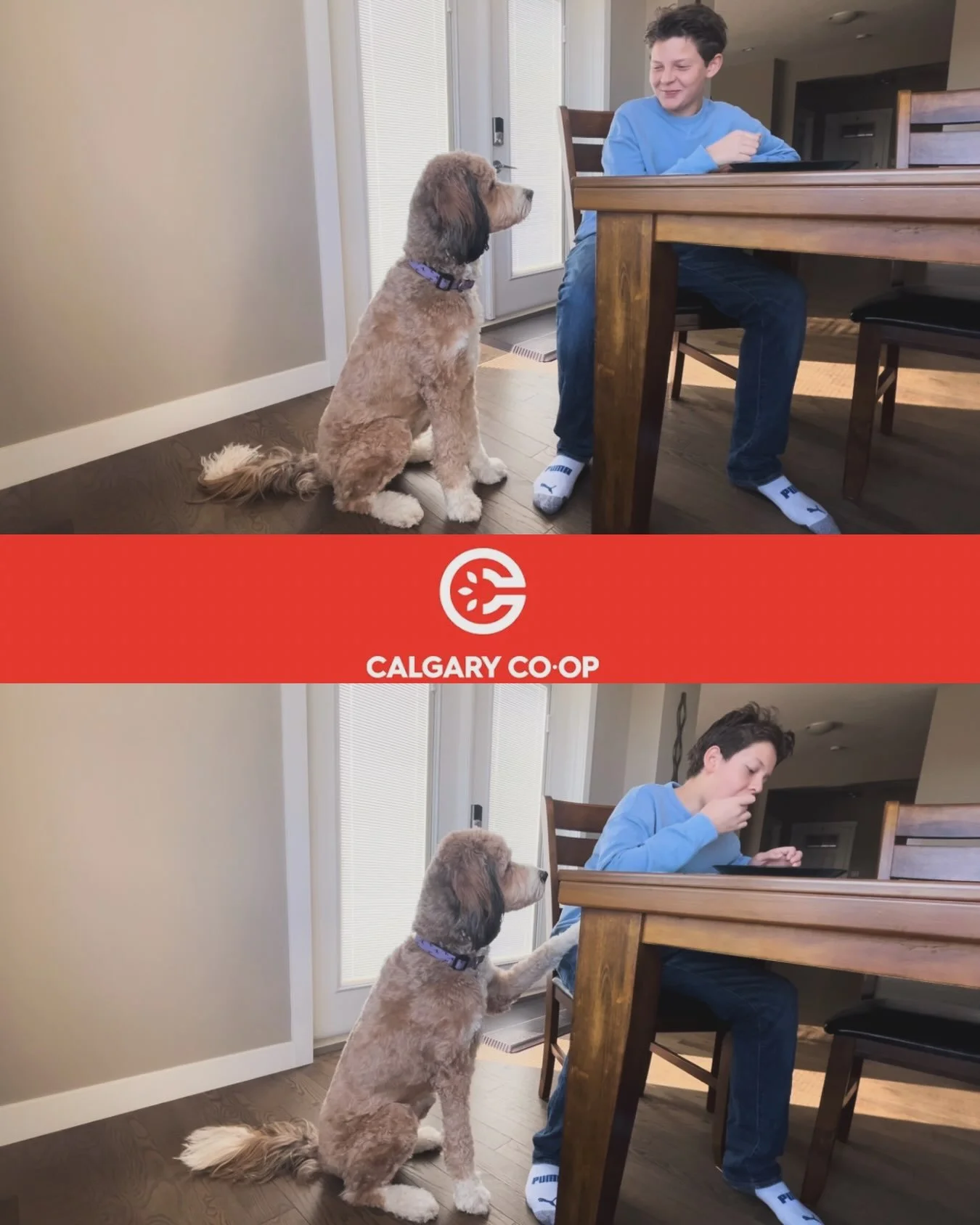 🎥 AMAZING work Kelton AND Mila on this huge Co-Op Commercial Audition!! 

🐶 For the record, Mila was such a good girl! She&rsquo;s ready for the set!! 

🔥 Fingers Crossed For KELTON &amp; MILA!! WOOT WOOT!

#calgary #calgaryactors #airdrie #coop #