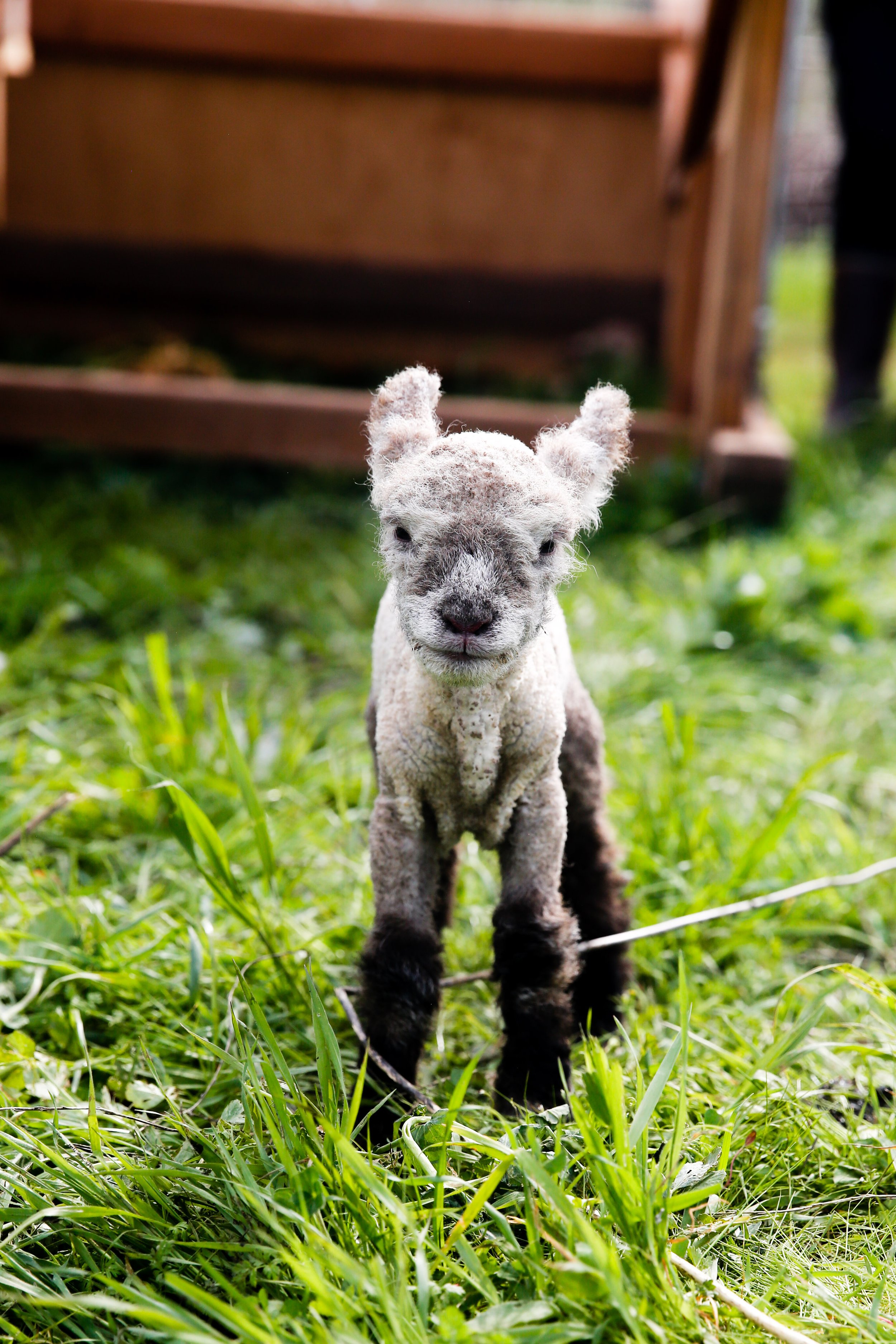 Babydoll lamb with black legs closeup