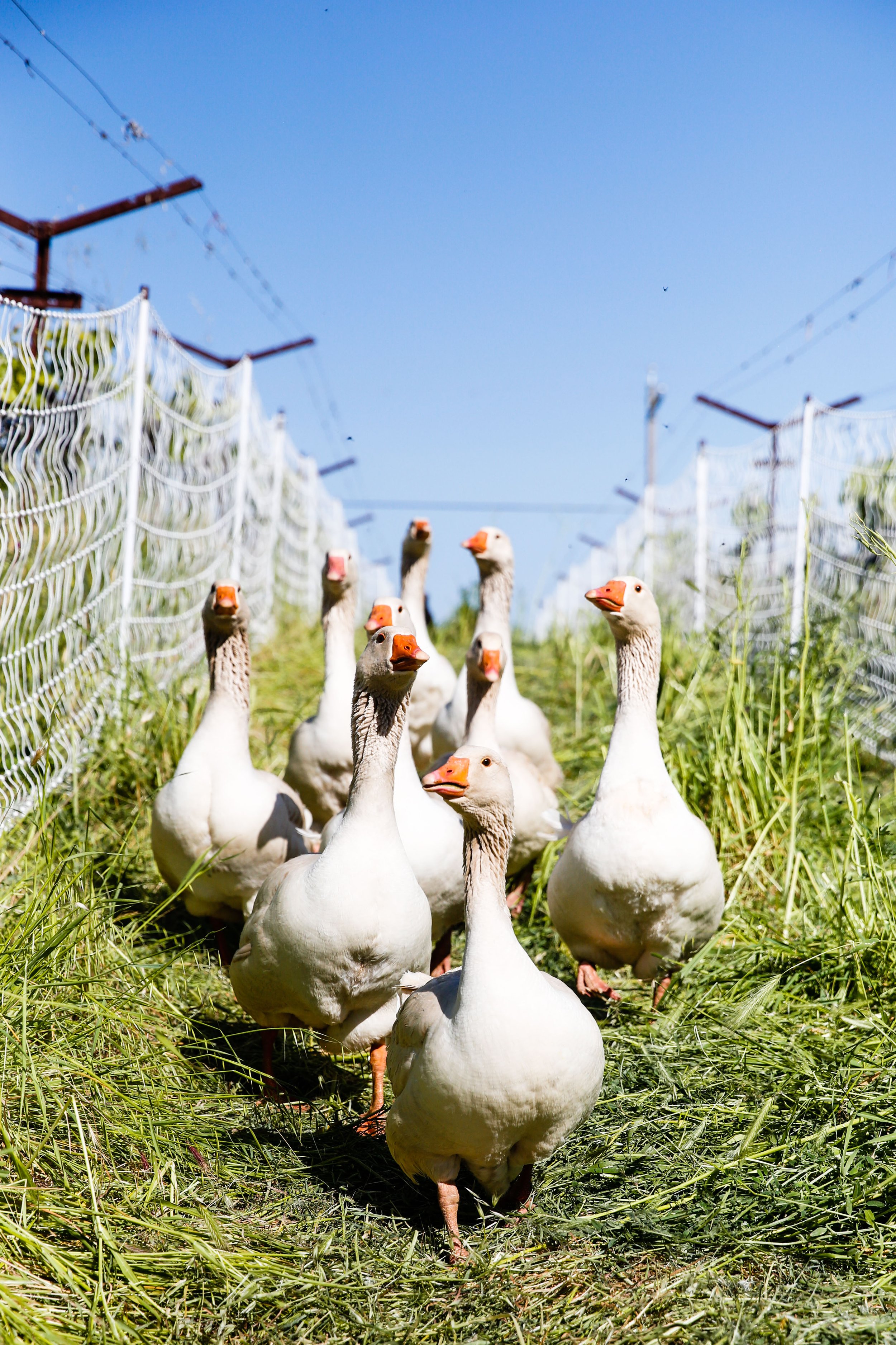 Eight American Buff Geese walking in vineyard