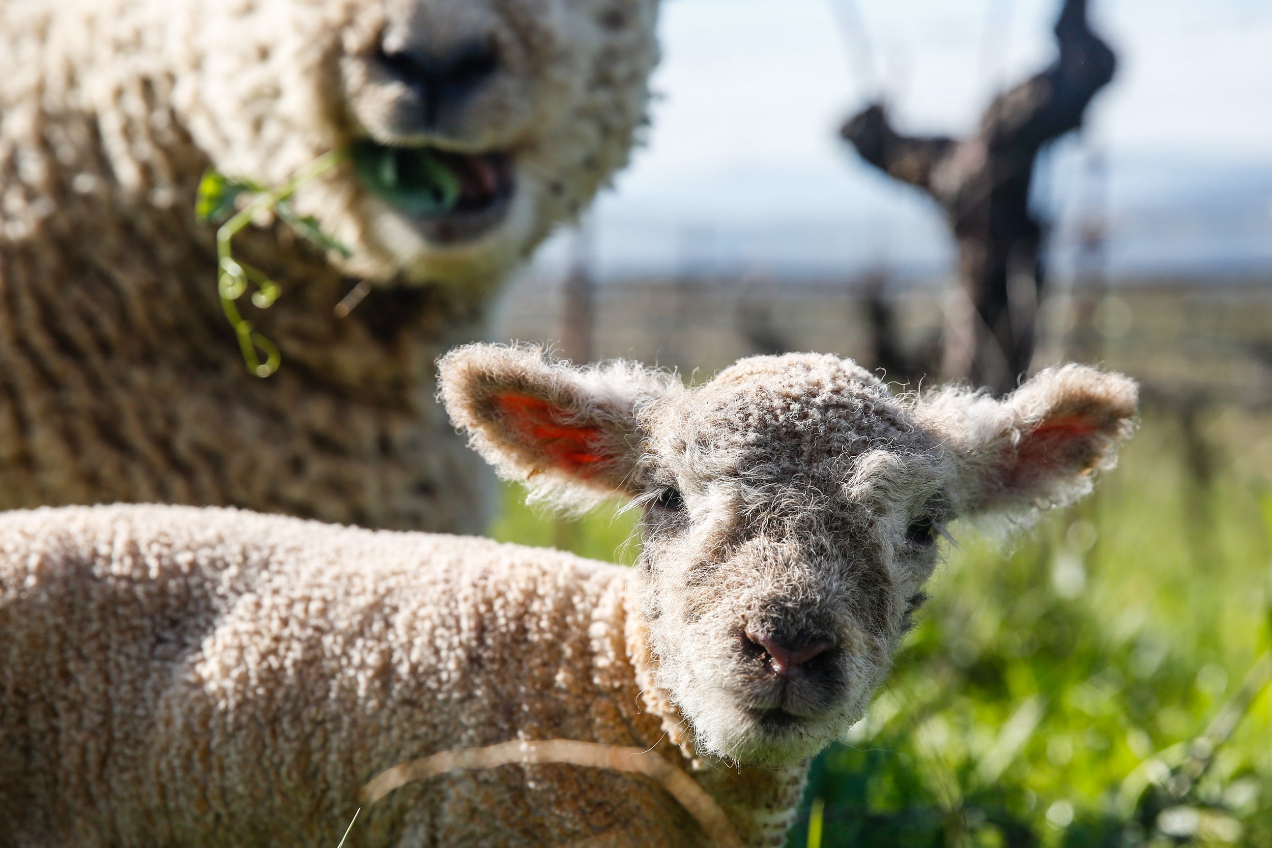 babydoll lamb with fuzzy ears in vineyard with mama in background