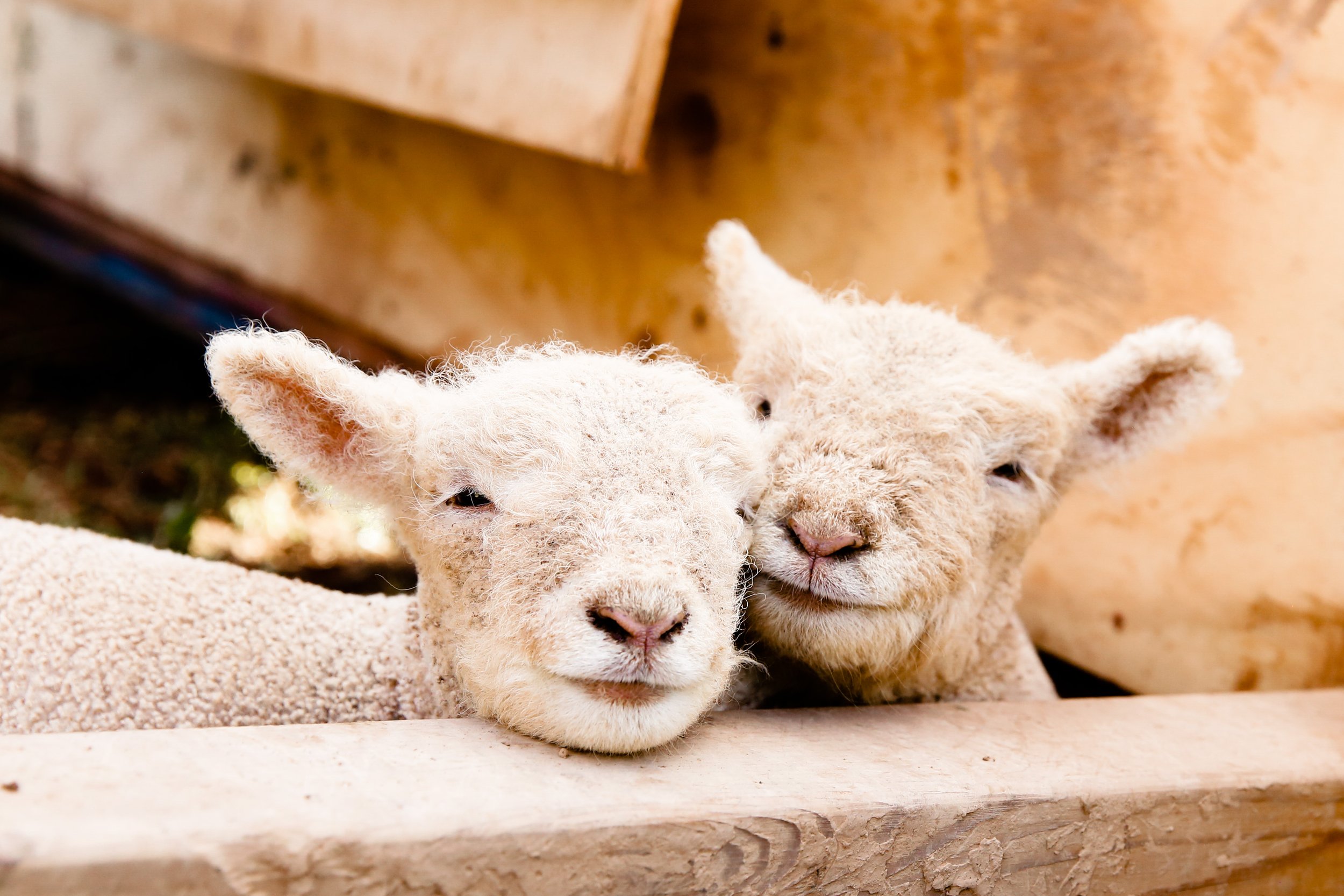 Babydoll lamb sisters snuggling together