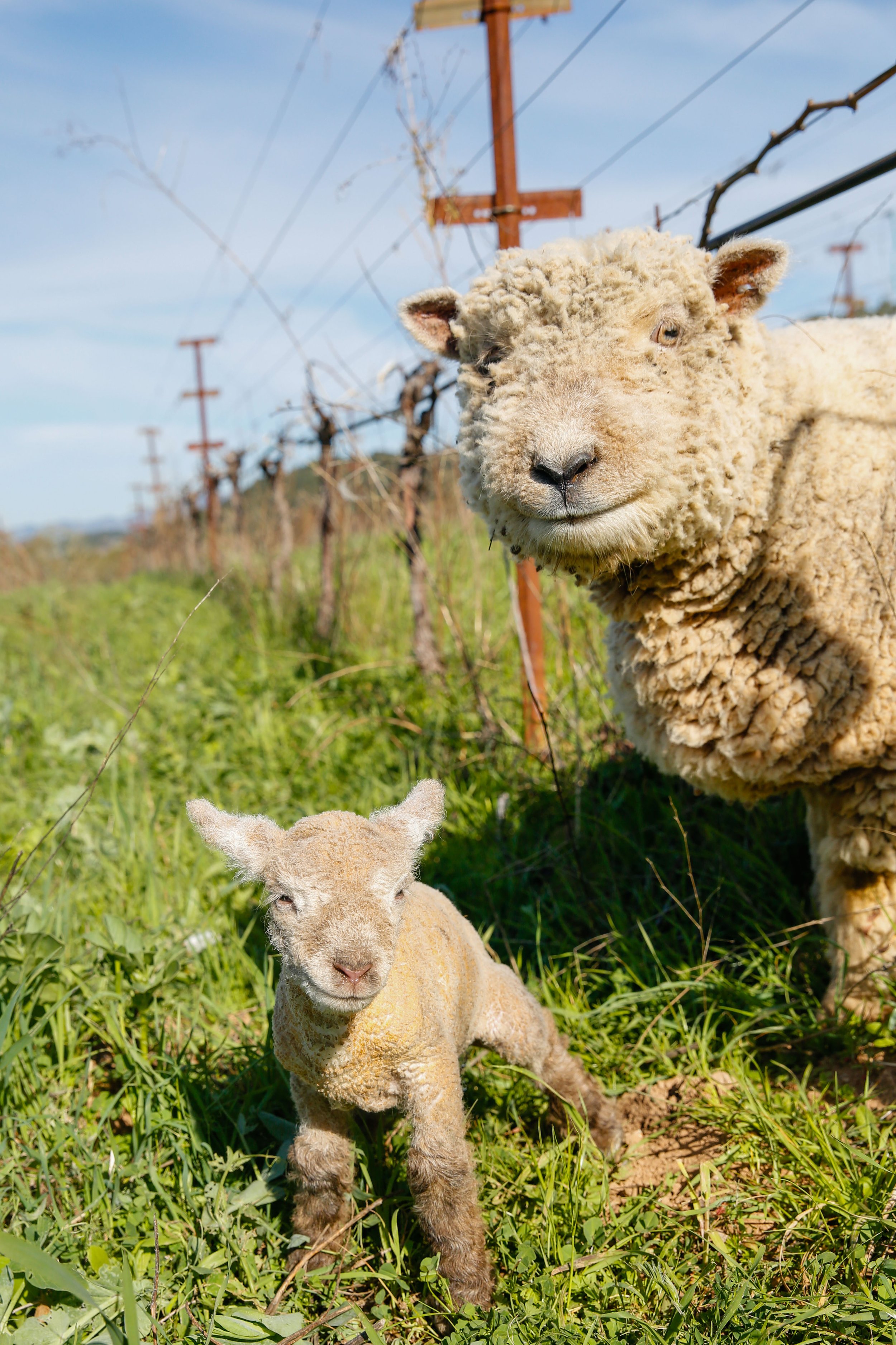 Babydoll Lamb and Ewe in vineyard at Hanzell