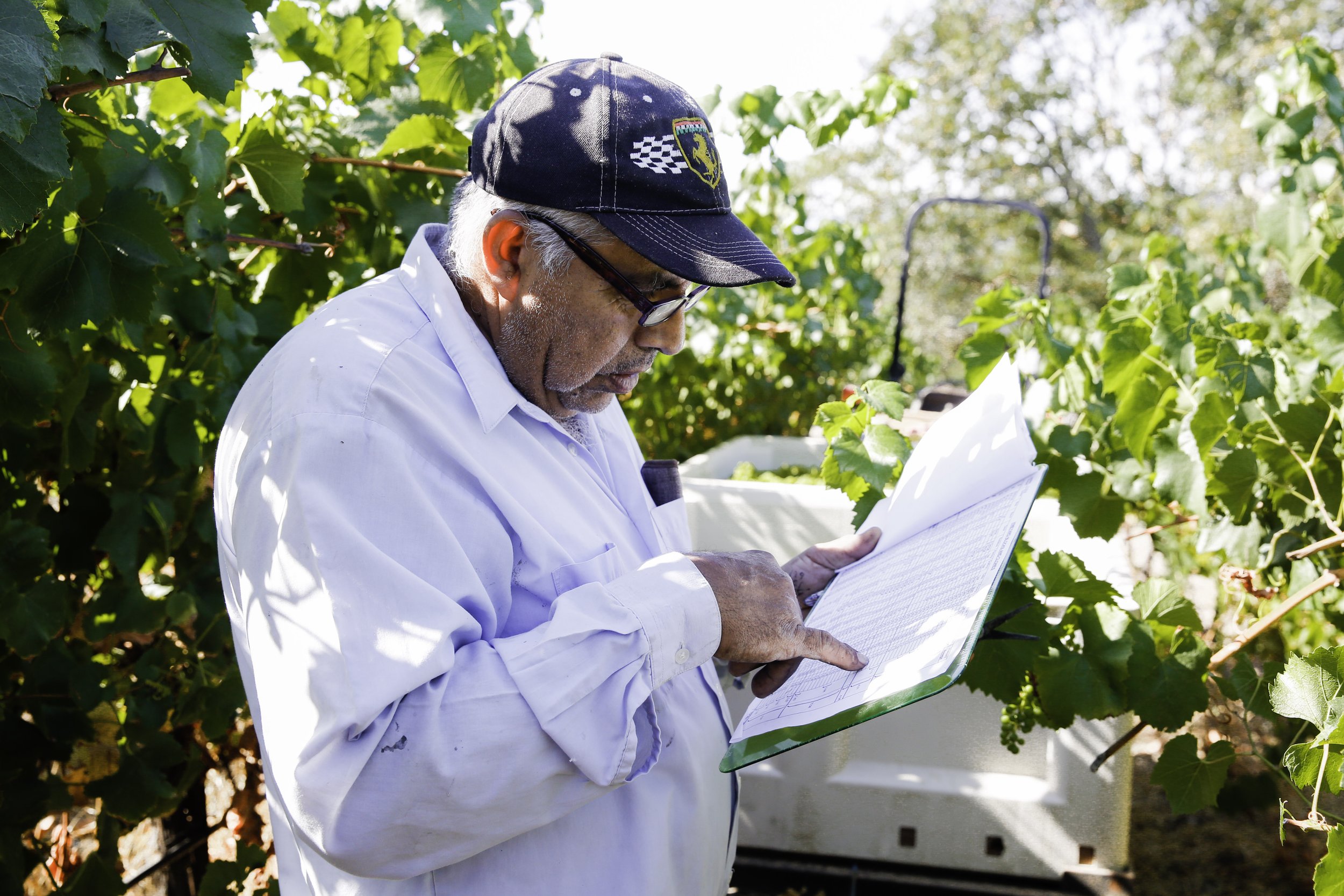 Vineyard Manager Jose Ramos looking at Harvest records in vineyard