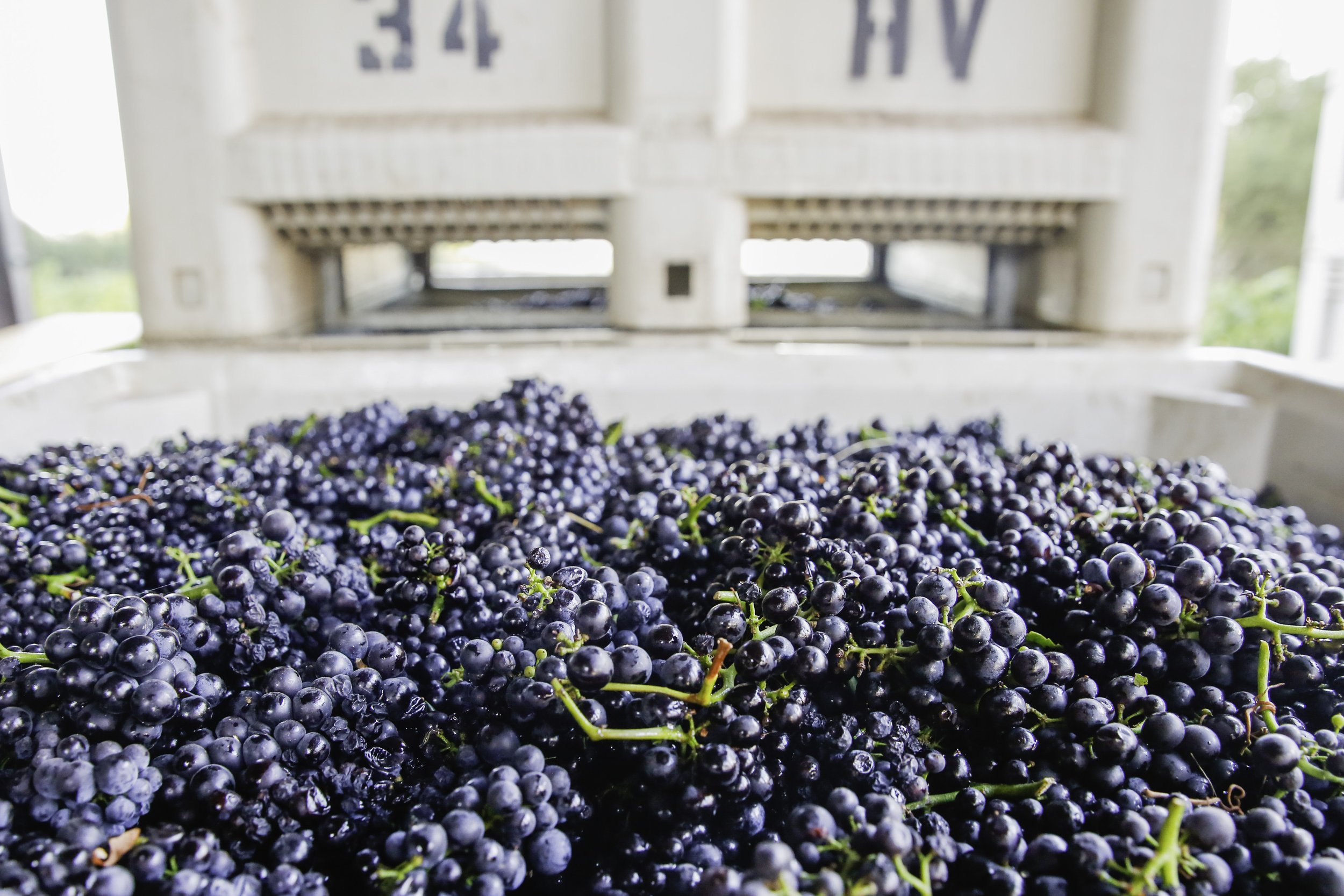 Large bin of pinot noir clusters during harvest