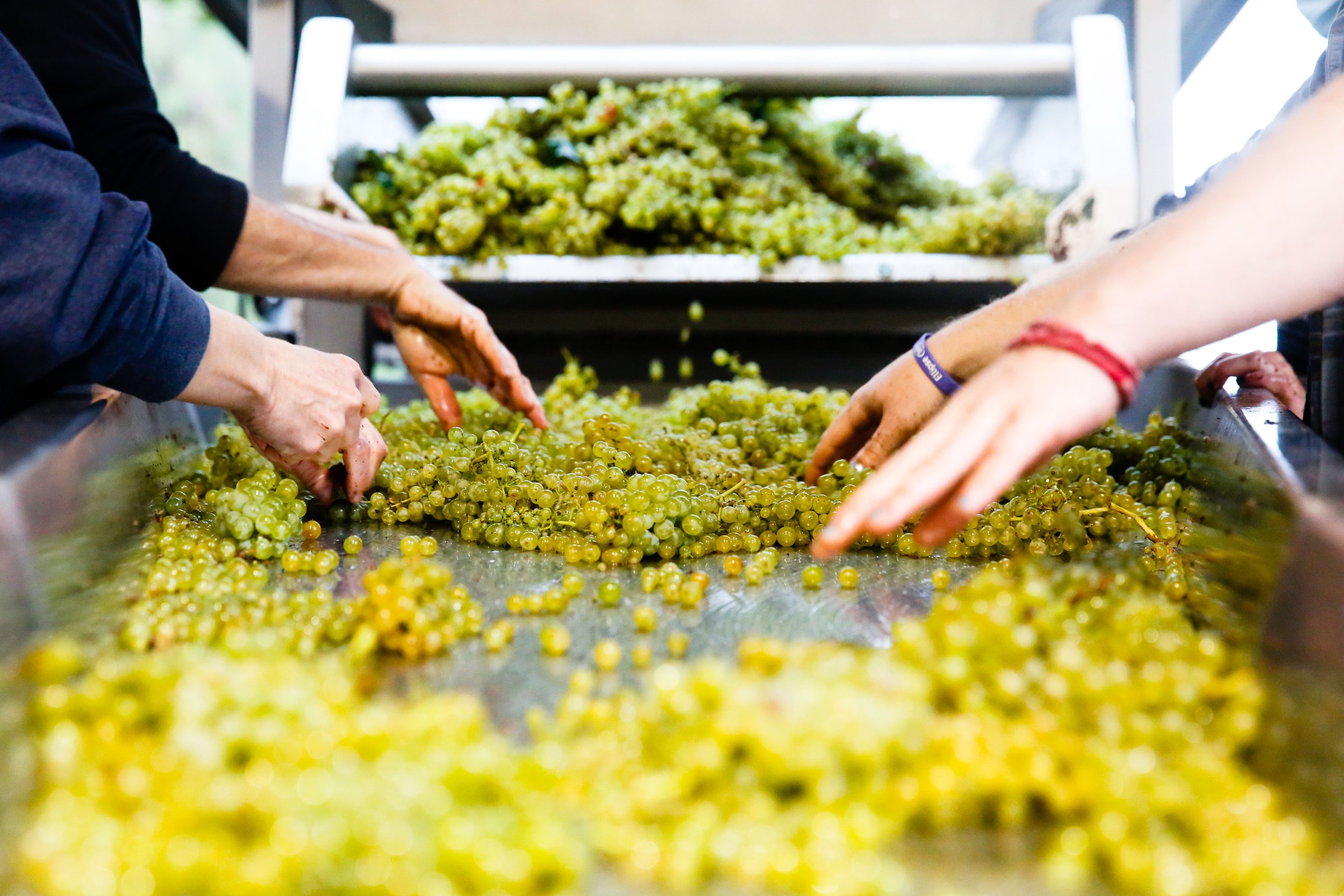 chardonnay grapes on sorting table with hands sorting