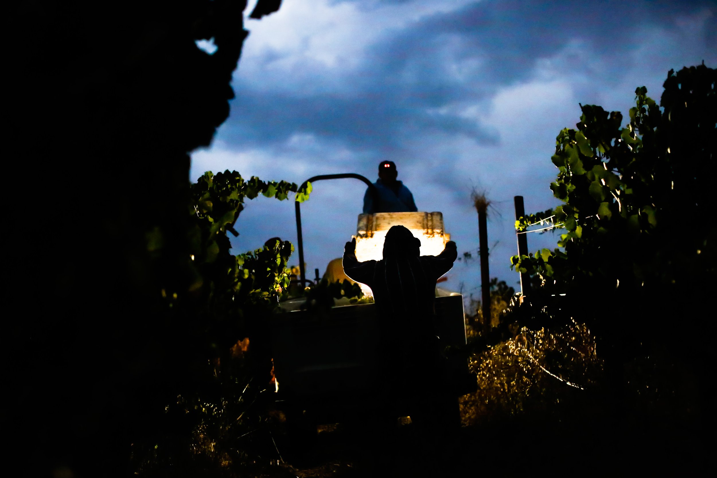 Silhouette of person emptying grape bin at sunrise in vineyard during harvest