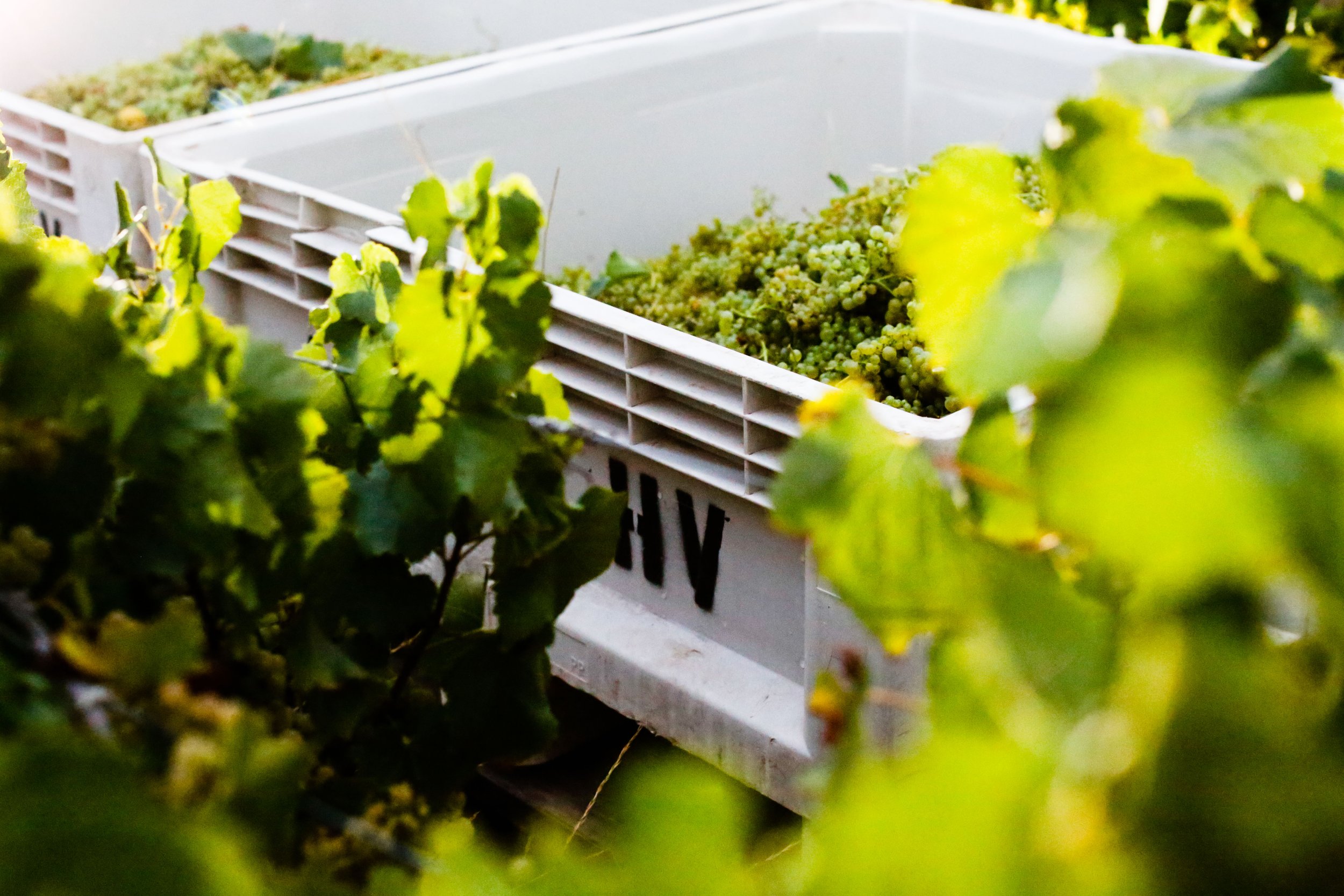 Bin of chardonnay during harvest seen through grape leaves still on the vine