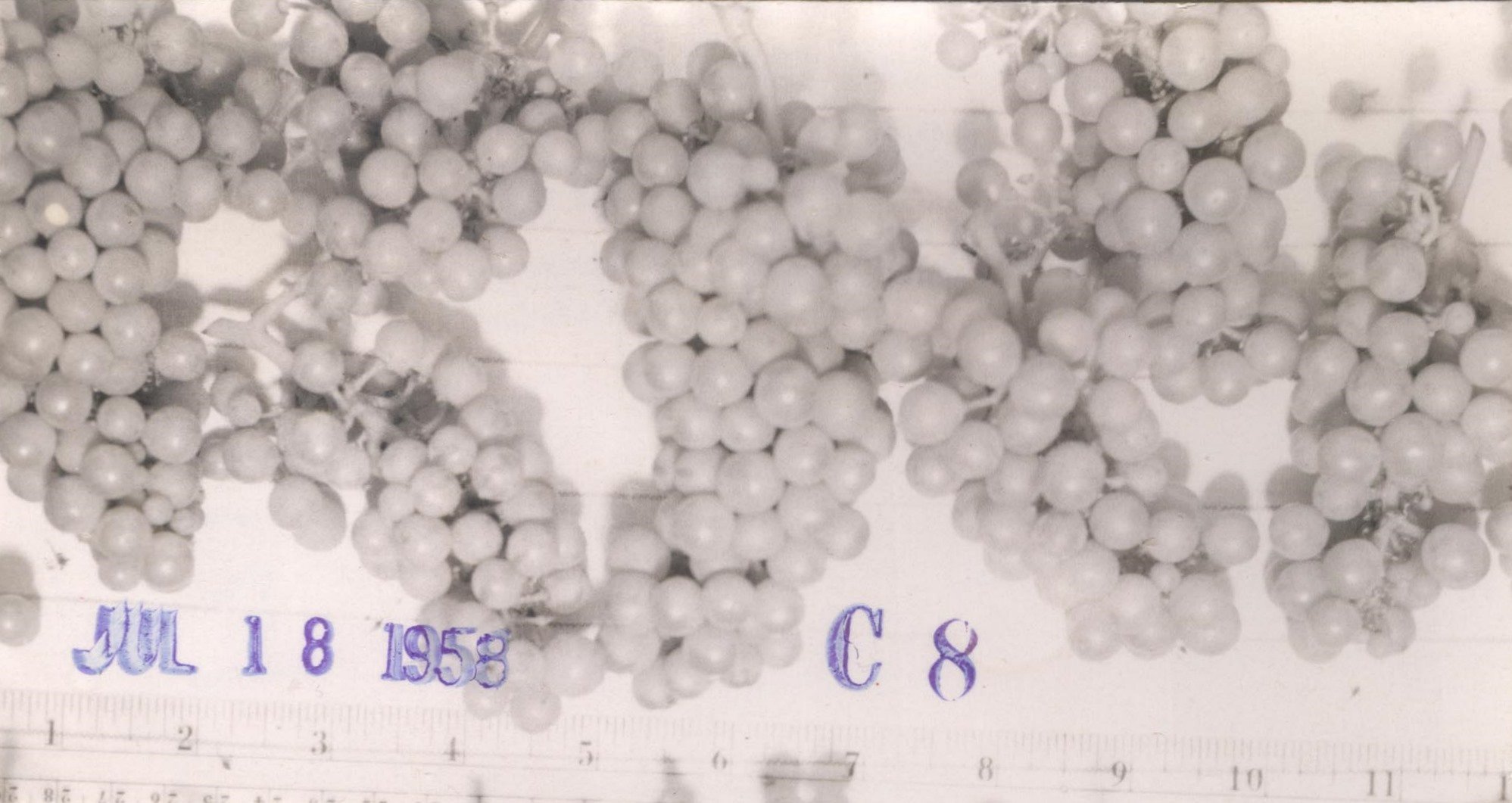 Black and white photo of chardonnay clusters in the 1950s
