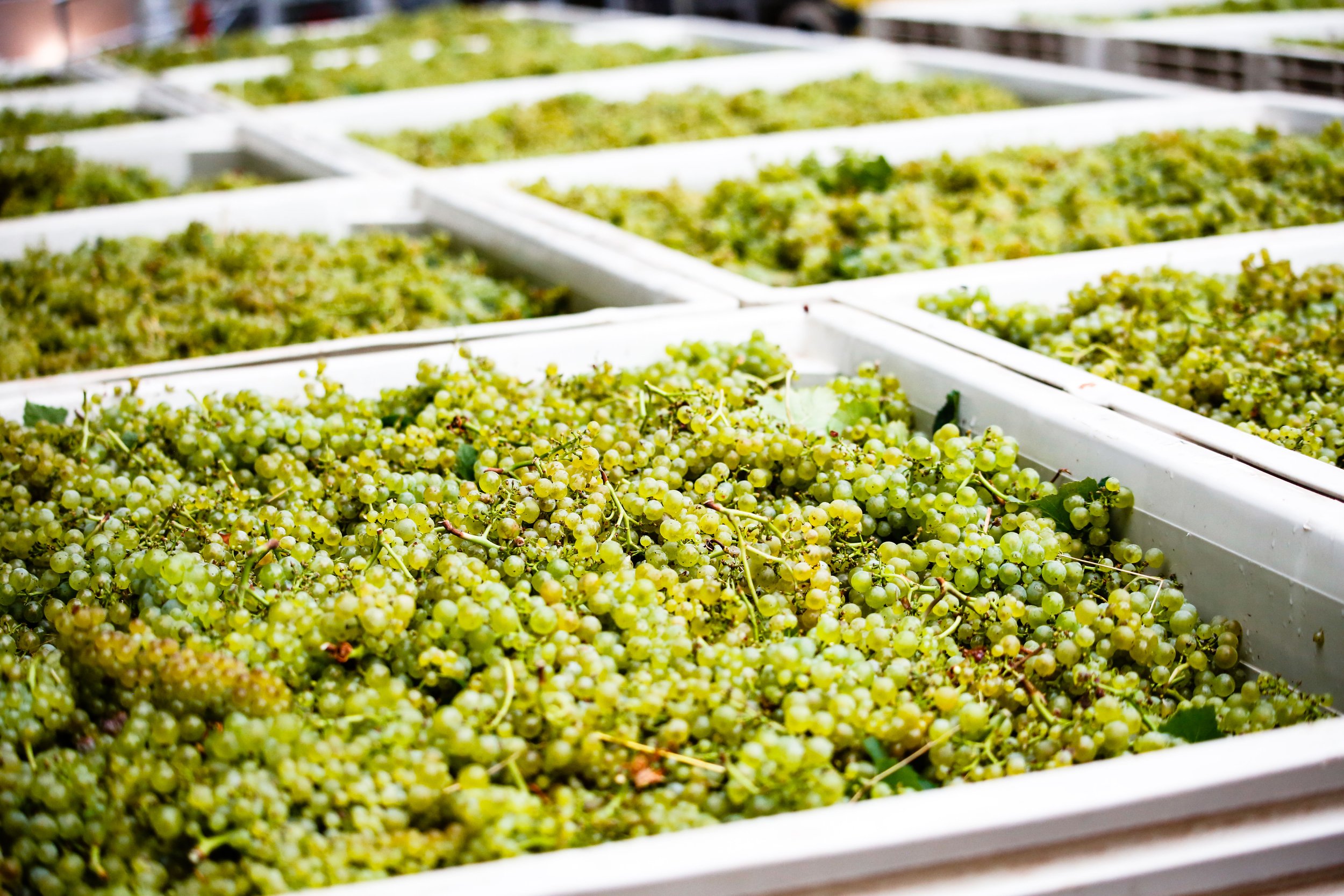 Many large bins of chardonnay grapes during harvest