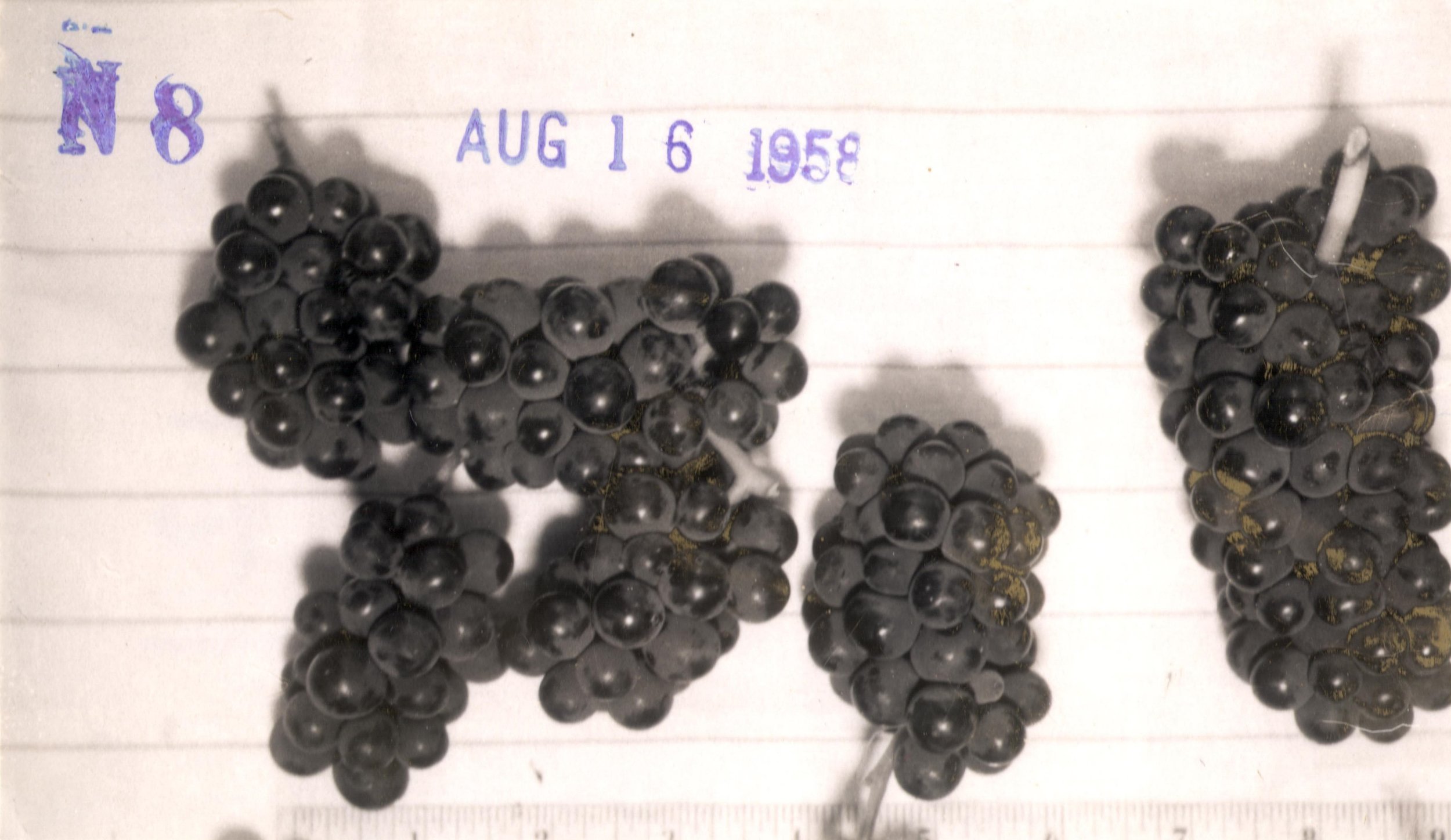 Black and white photo of Small pinot noir clusters in 1950s 