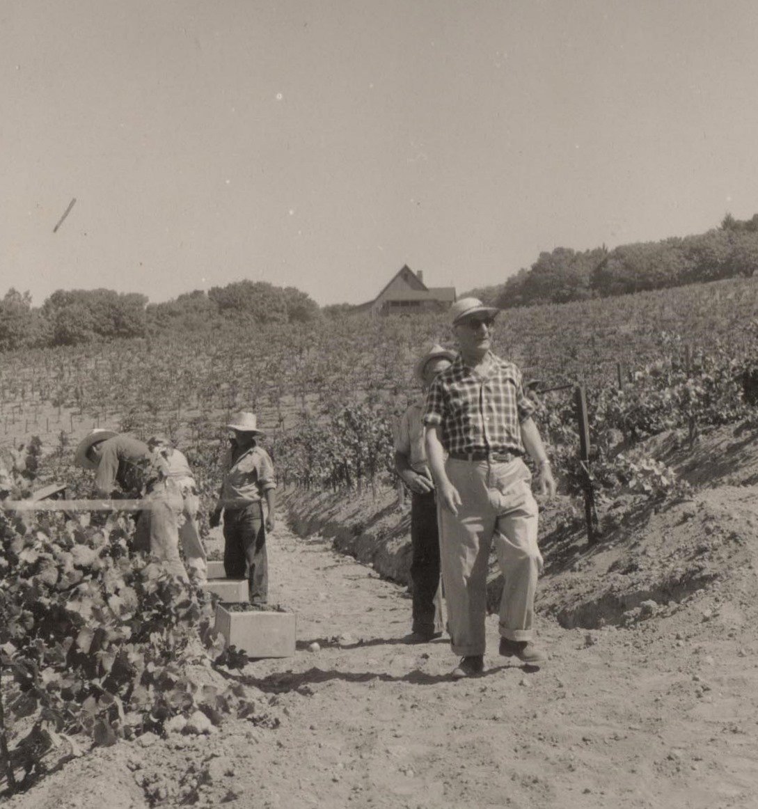 Ambassador James Zellerbach walking in vineyard at Hanzell in 1950s