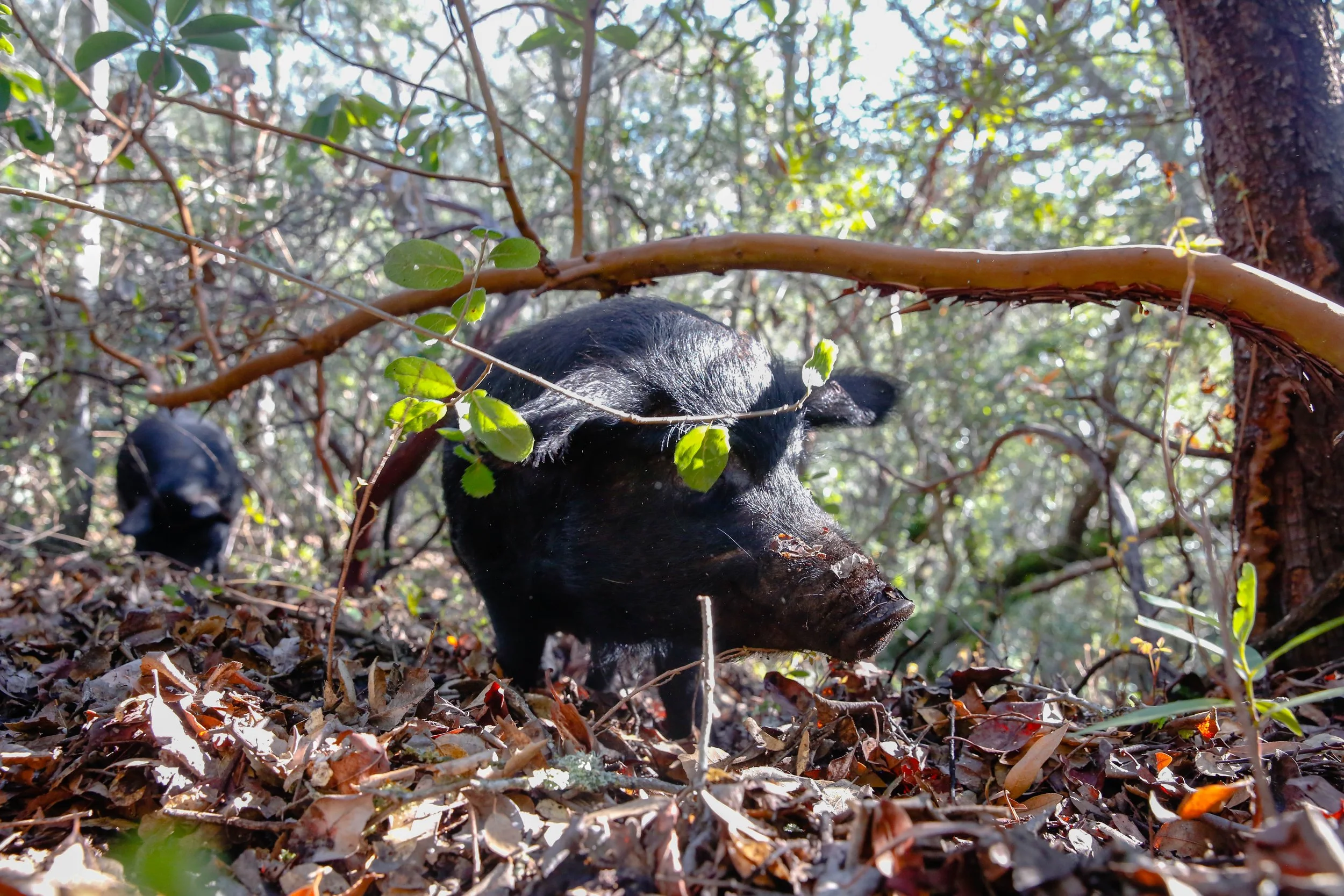 Black American Guinea hog looking for something to eat in oak forest