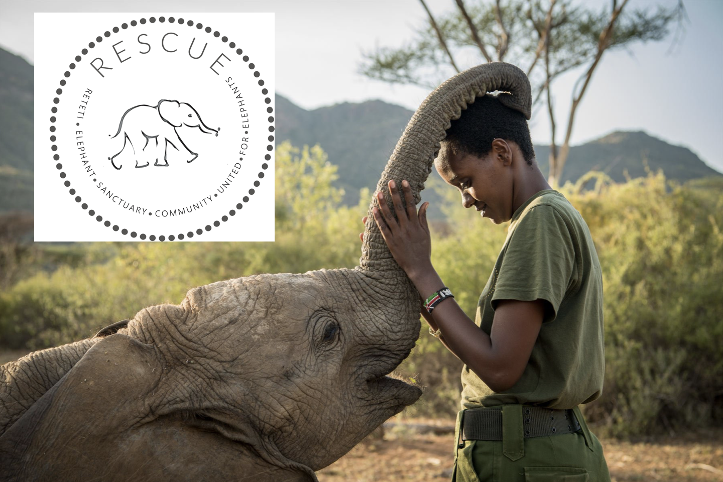 Orphaned elephant rehabilitation
