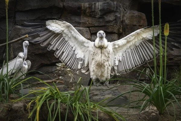 Cape Vulture 1.jpeg