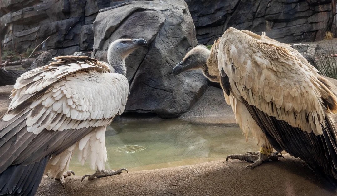 Cape Vulture 2.jpeg