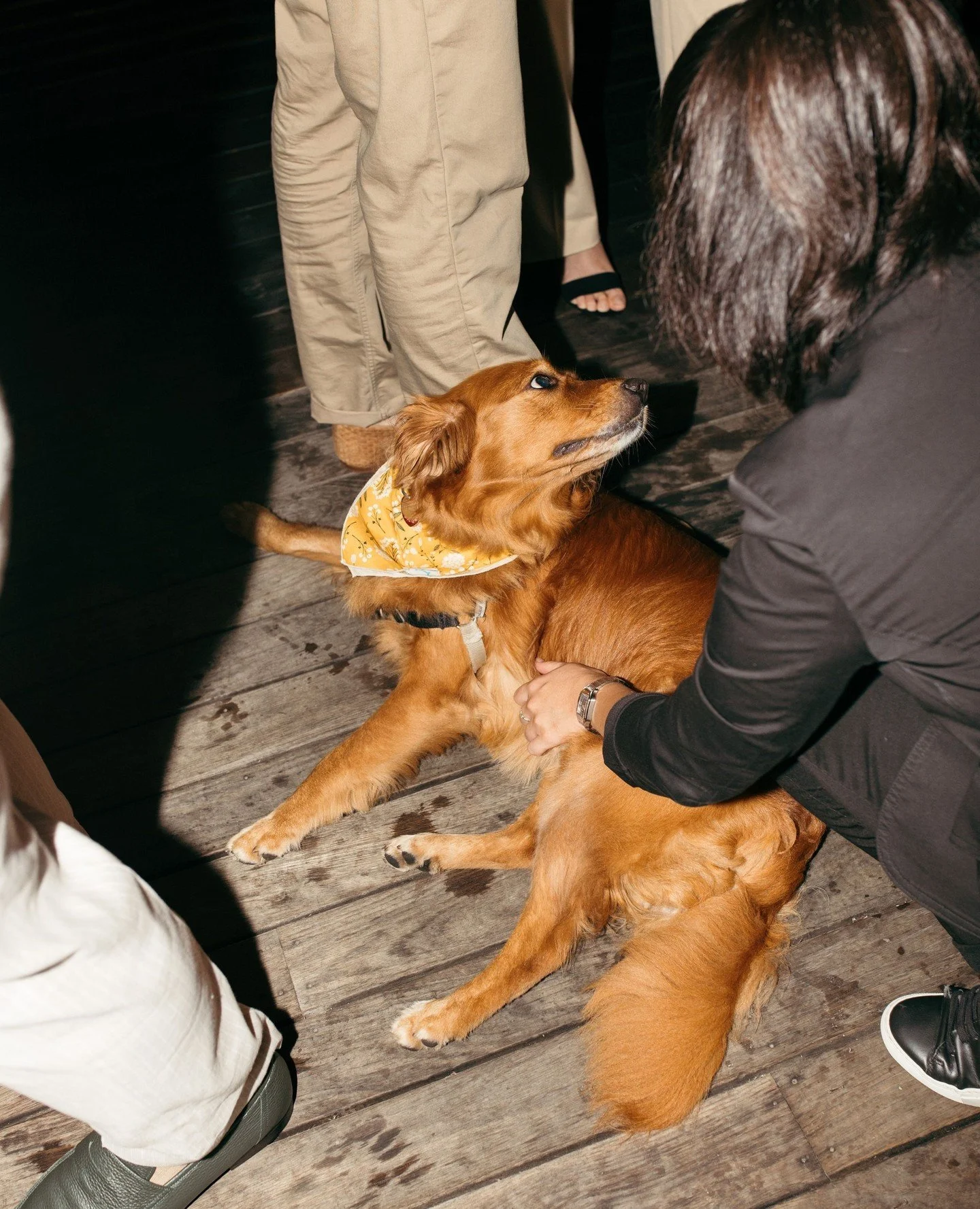 Dogs at weddings? Yes, please!⁠
⁠
Did you know that NYC is considering a proposal to make pets an official part of your &quot;guest count&quot; when you marry at city hall? Would your pet make the guest at your wedding??⁠
.⁠
Venue &amp; Catering: @to