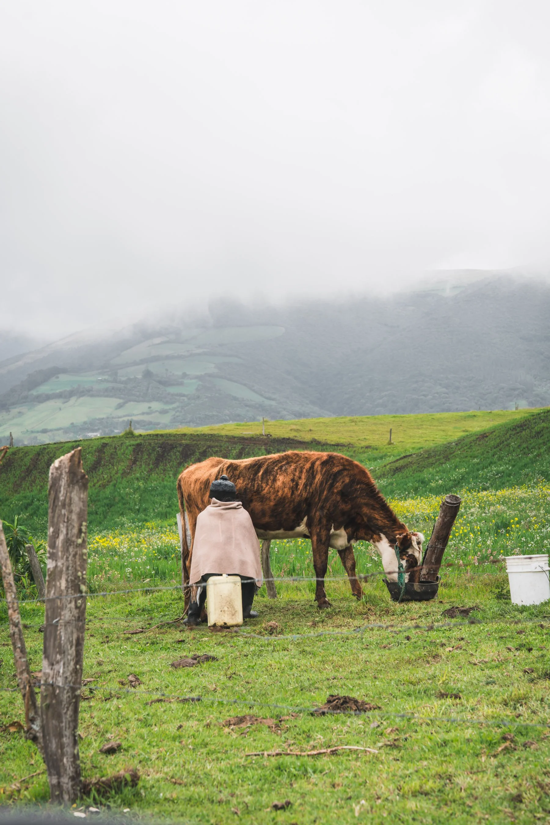vaca ordeño ecuador.jpg