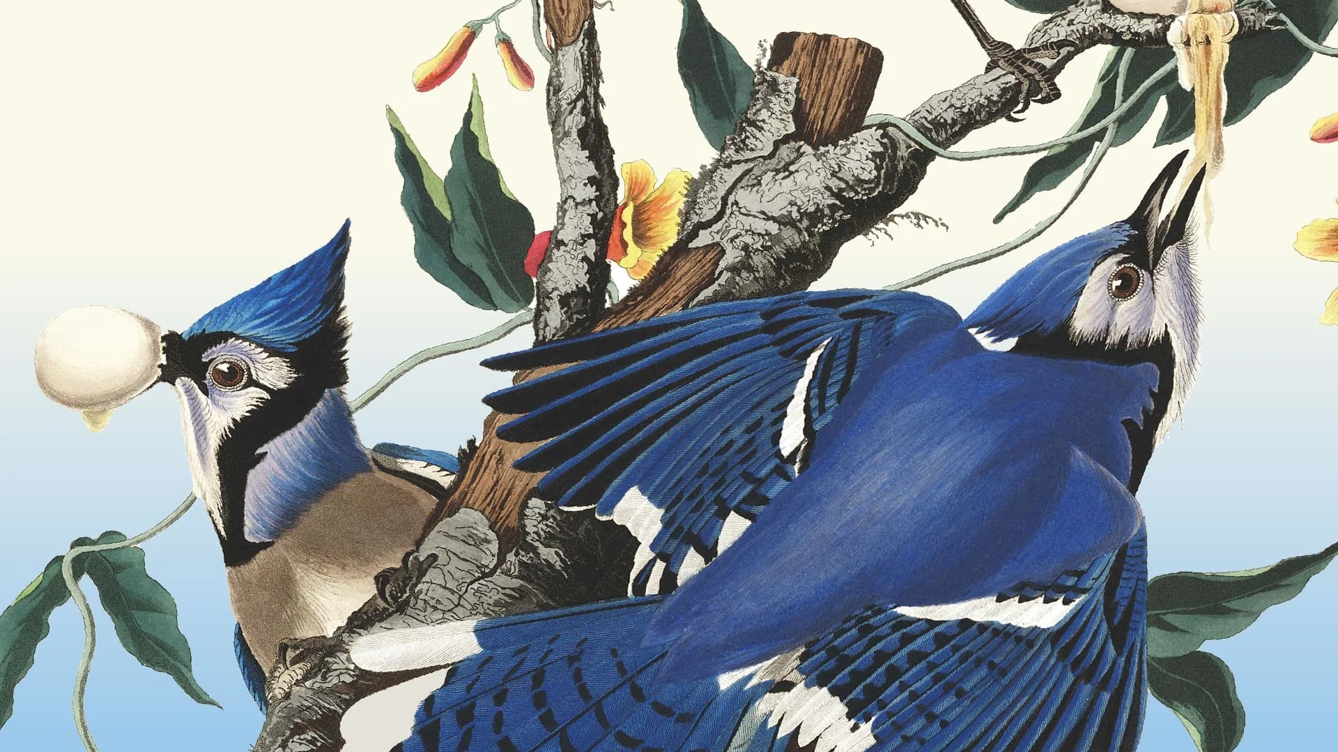 Audubon's Birds of America