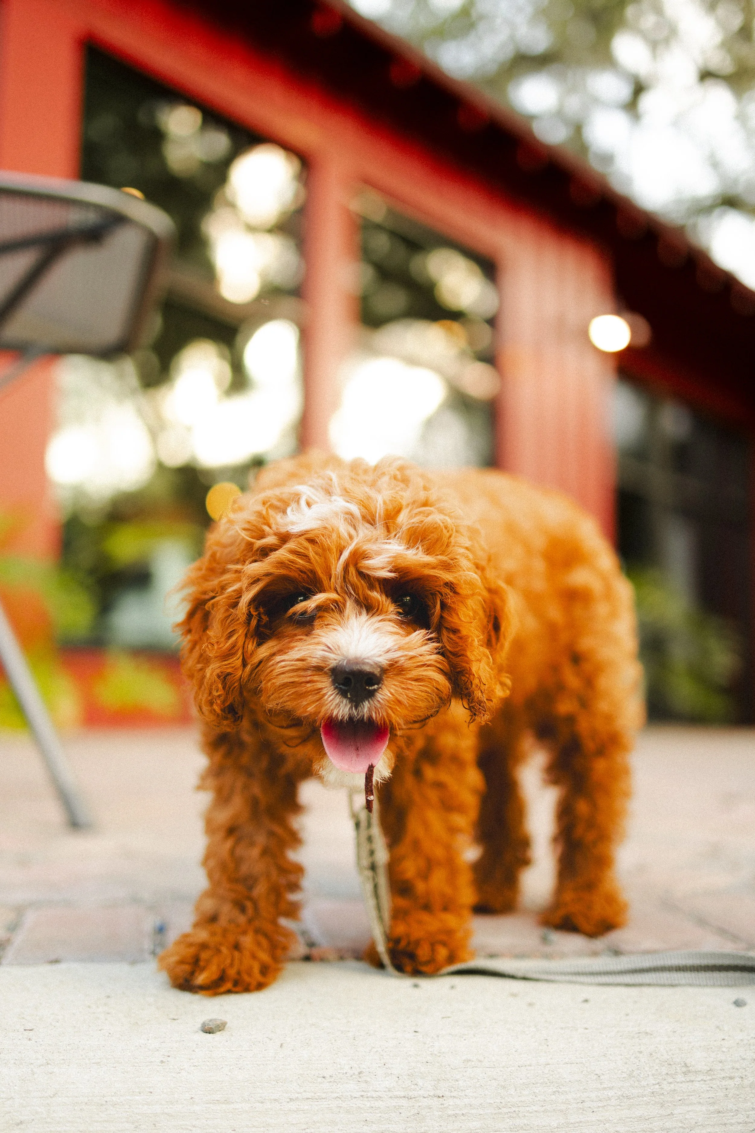 We are pet friendly!