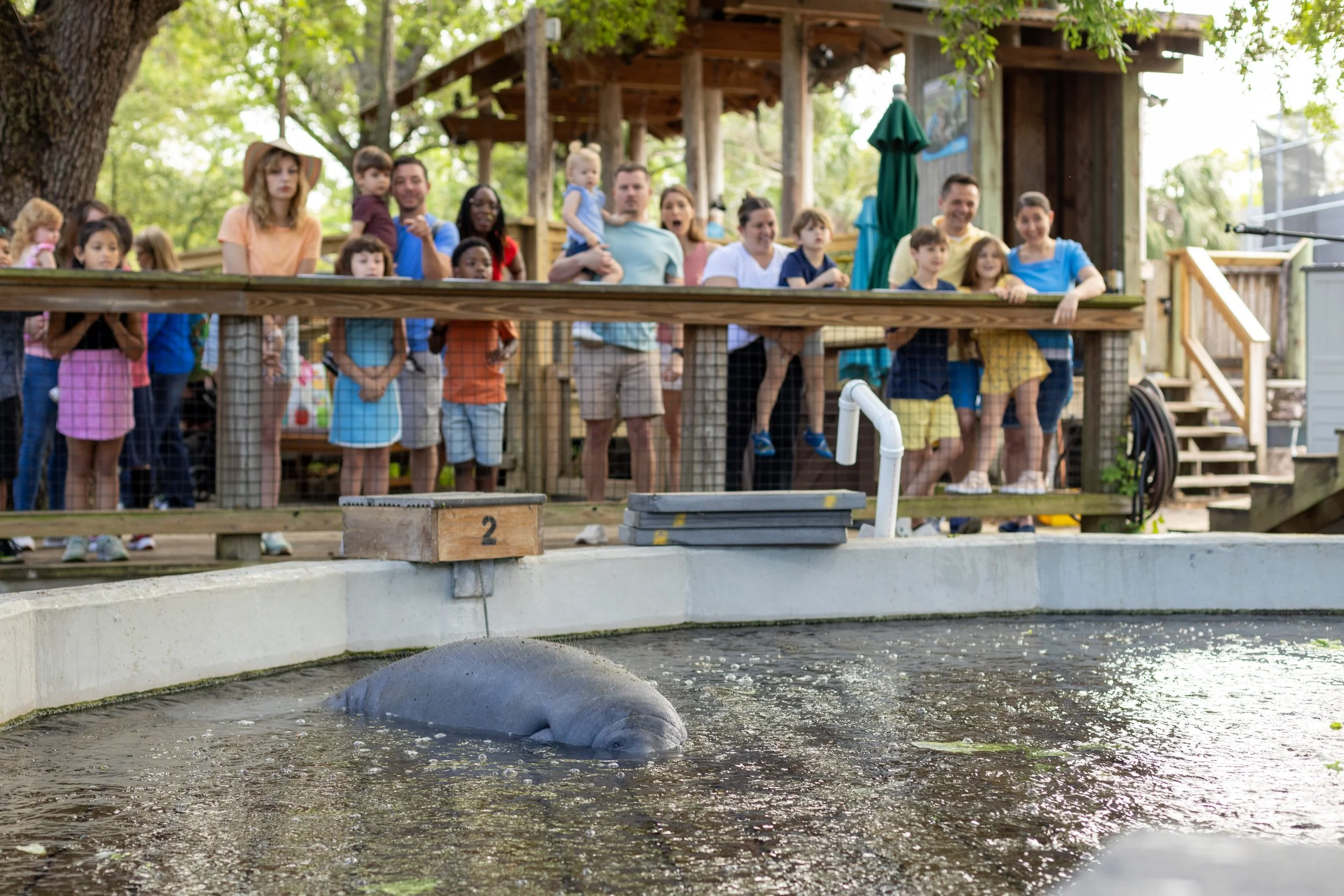 people overlooking manatee in hospital