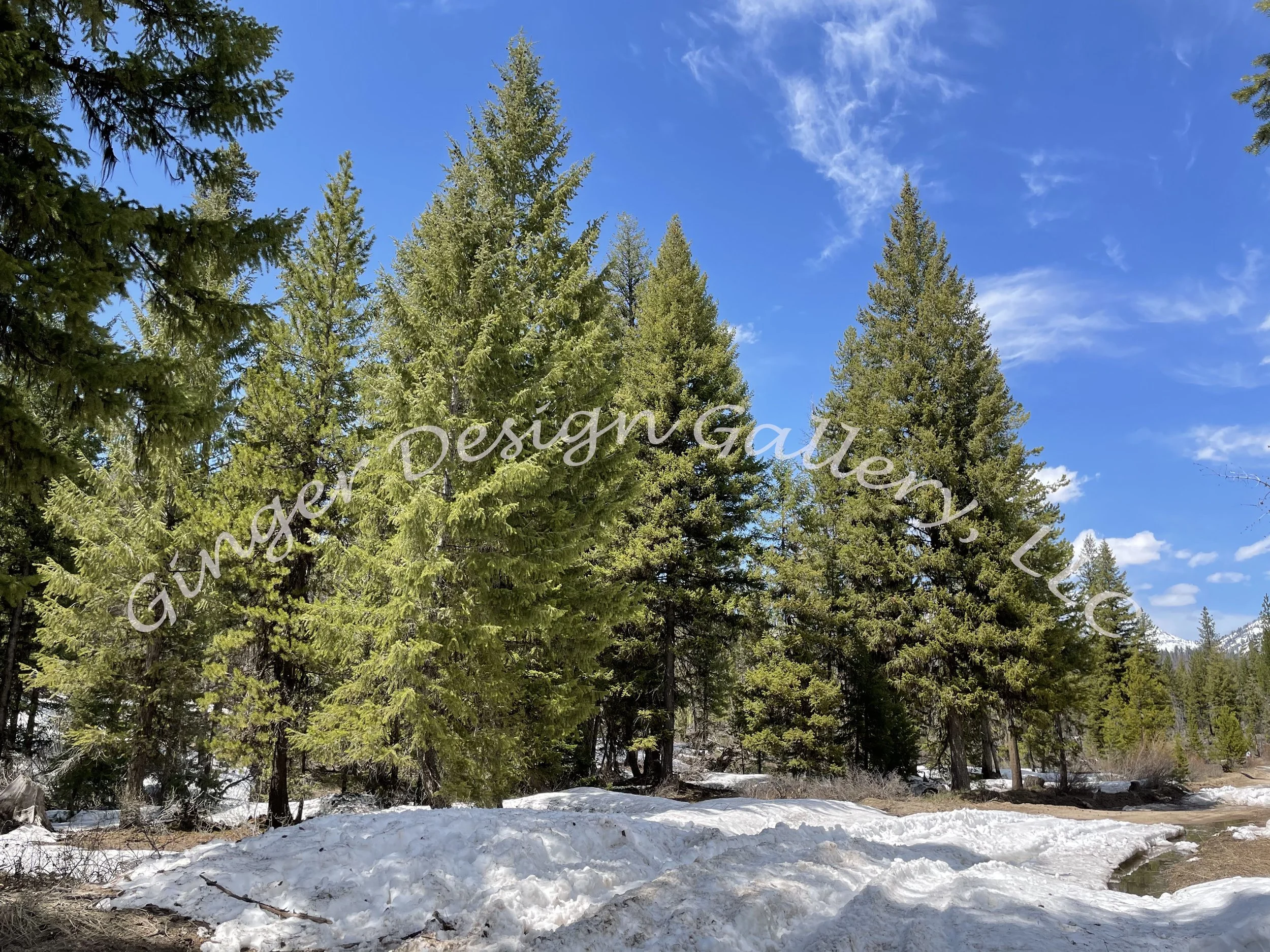 Prairie Pines