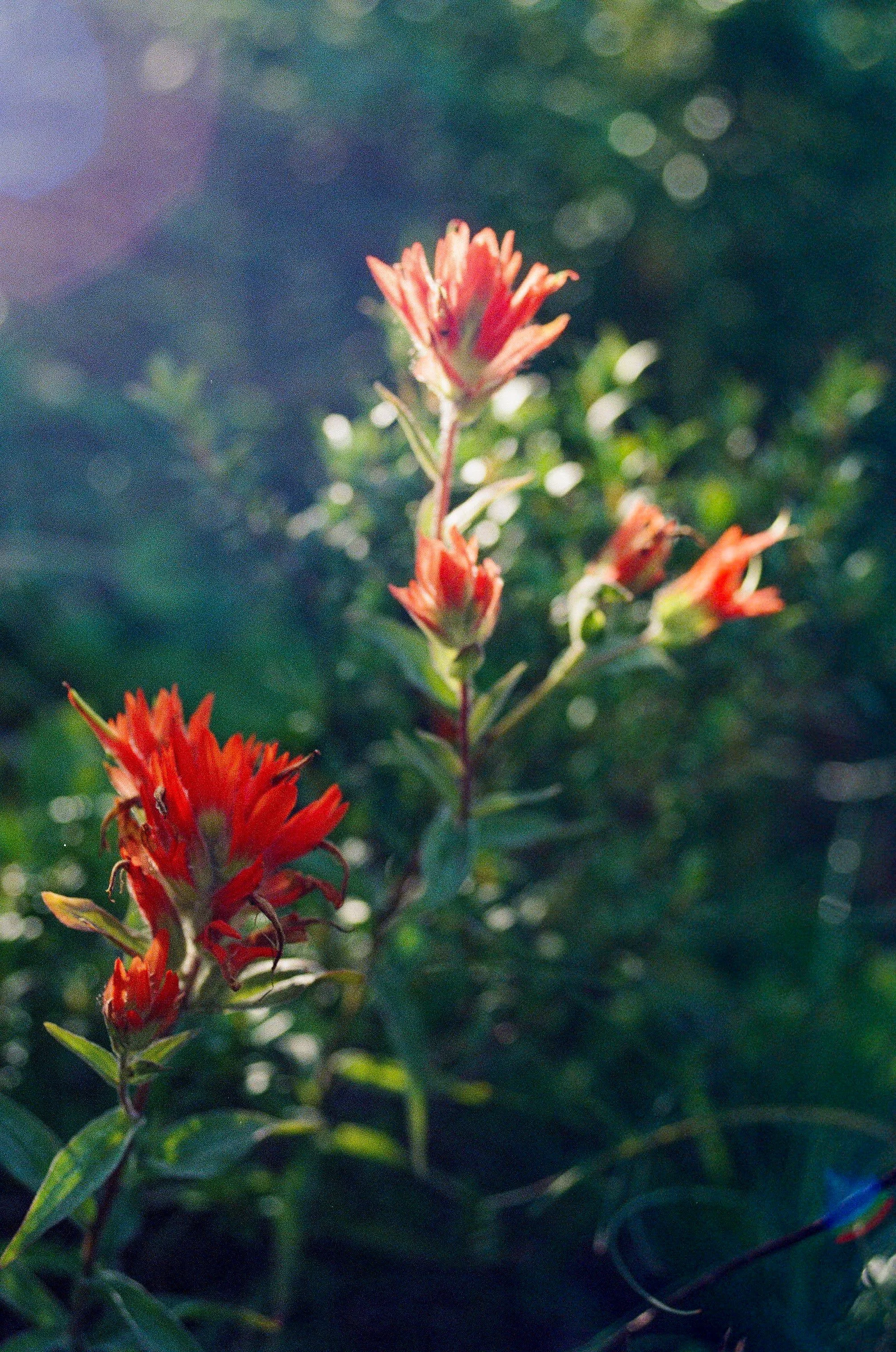 Scan38753.jpg