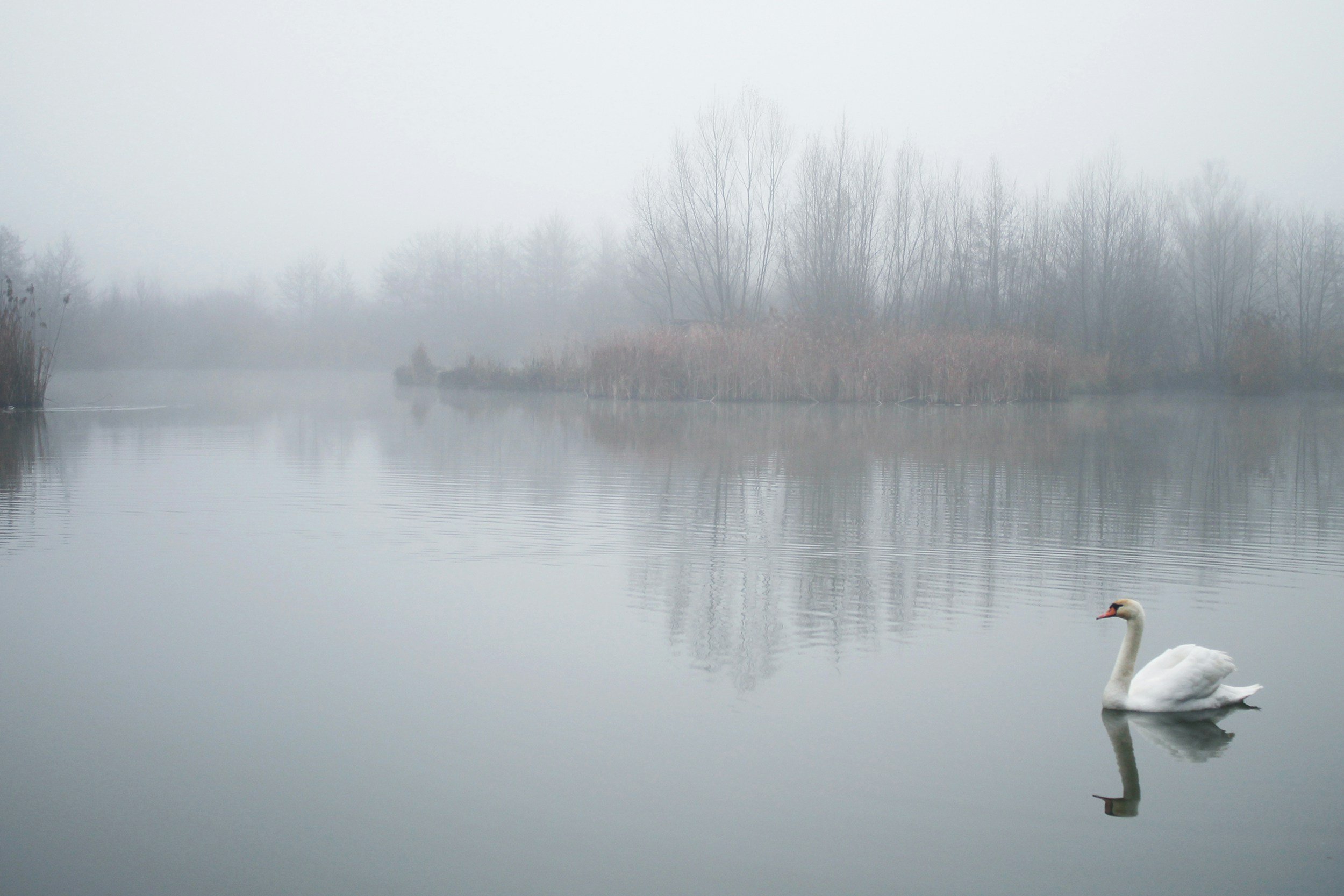 Swan on a calm, misty lake, similar to Highams Park Lake in Waltham Forest, E4