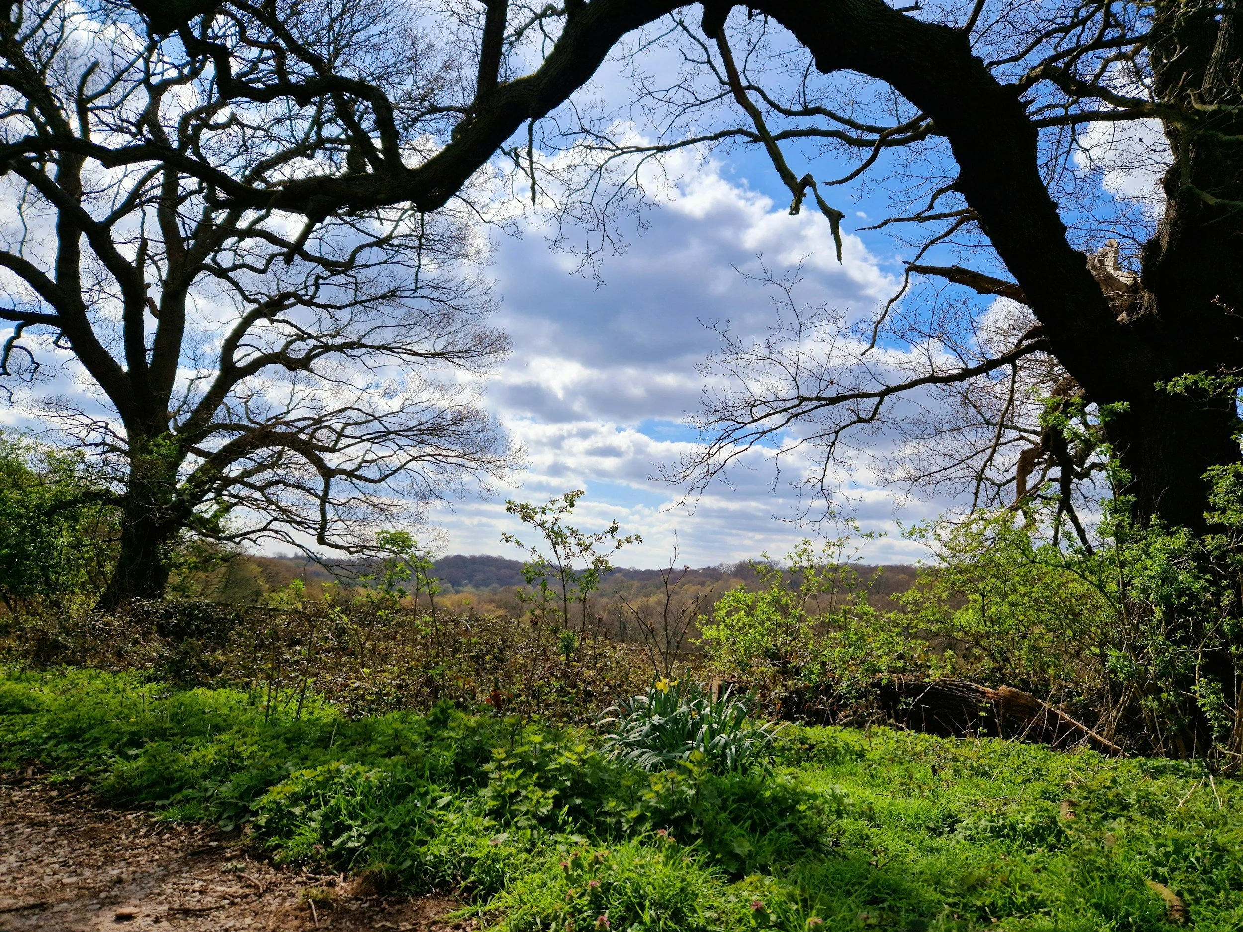 Ancient oak trees and open grassland in Epping Forest, close to Highams Park