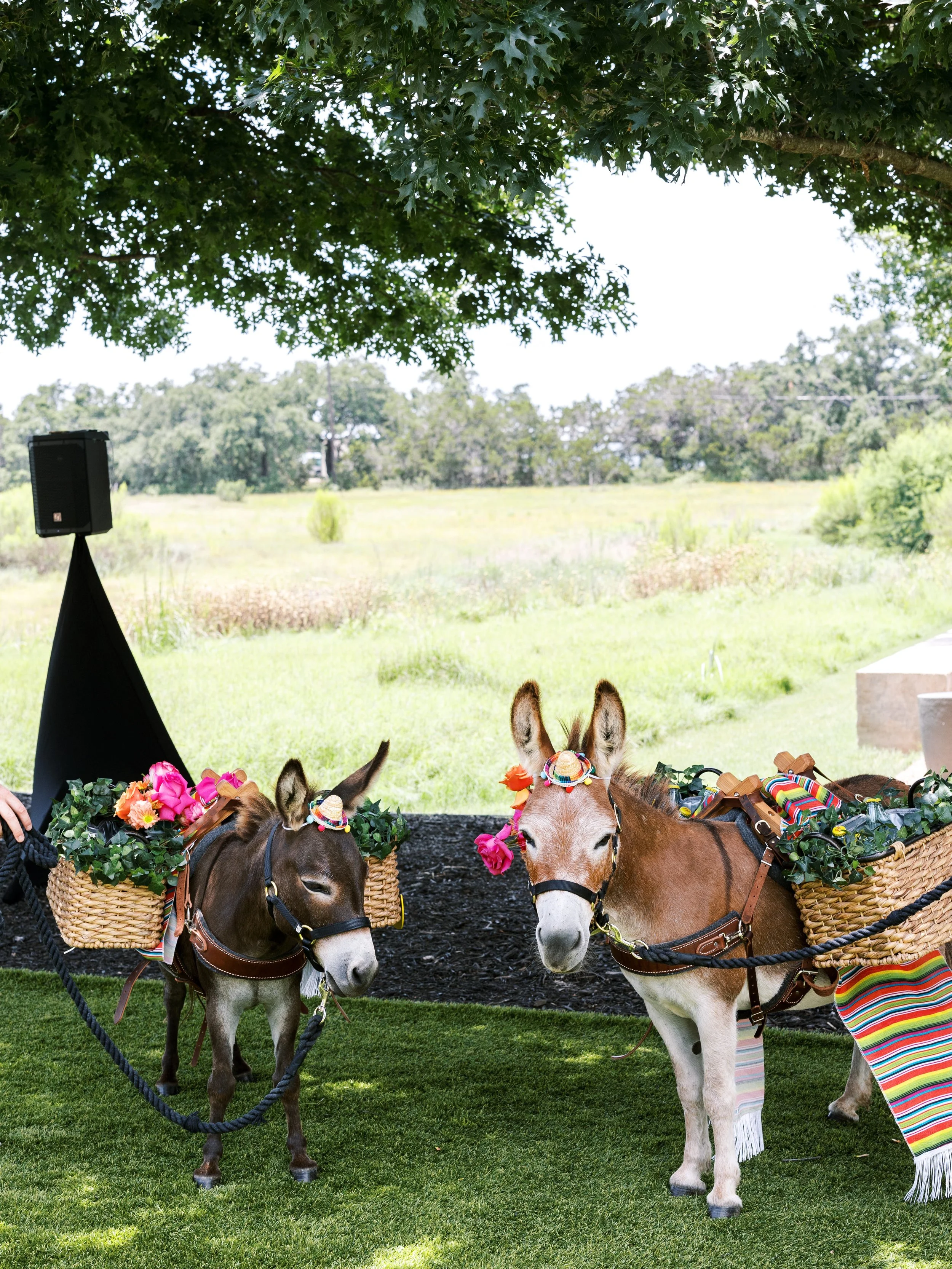 IMG_1298 11.40.05 AM.JPG