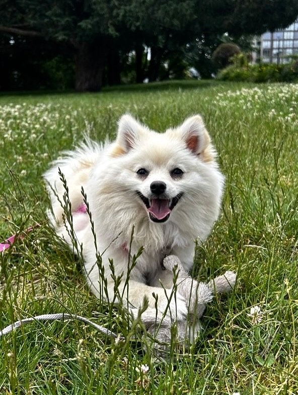 I think it&rsquo;s safe to say these pups are always ready for their close up 😍📸 

#dogwalkers #dogwalking #dogtrainer #happydogs #dogsofnewwest #dogsofpoco #newwestminster #portcoquitlam