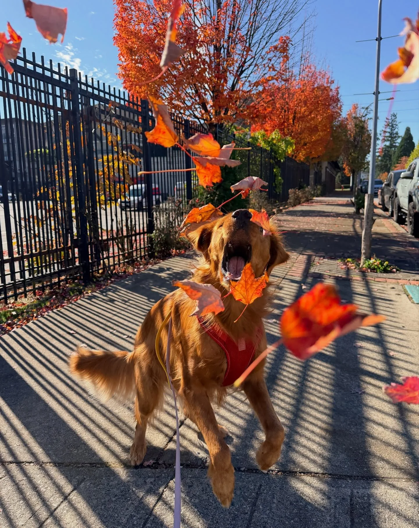 Fall is in full swing and we&rsquo;re LOVING every second of it! 🫶🍂

#happydogs #curioussnootswalks #fallseason🍁
