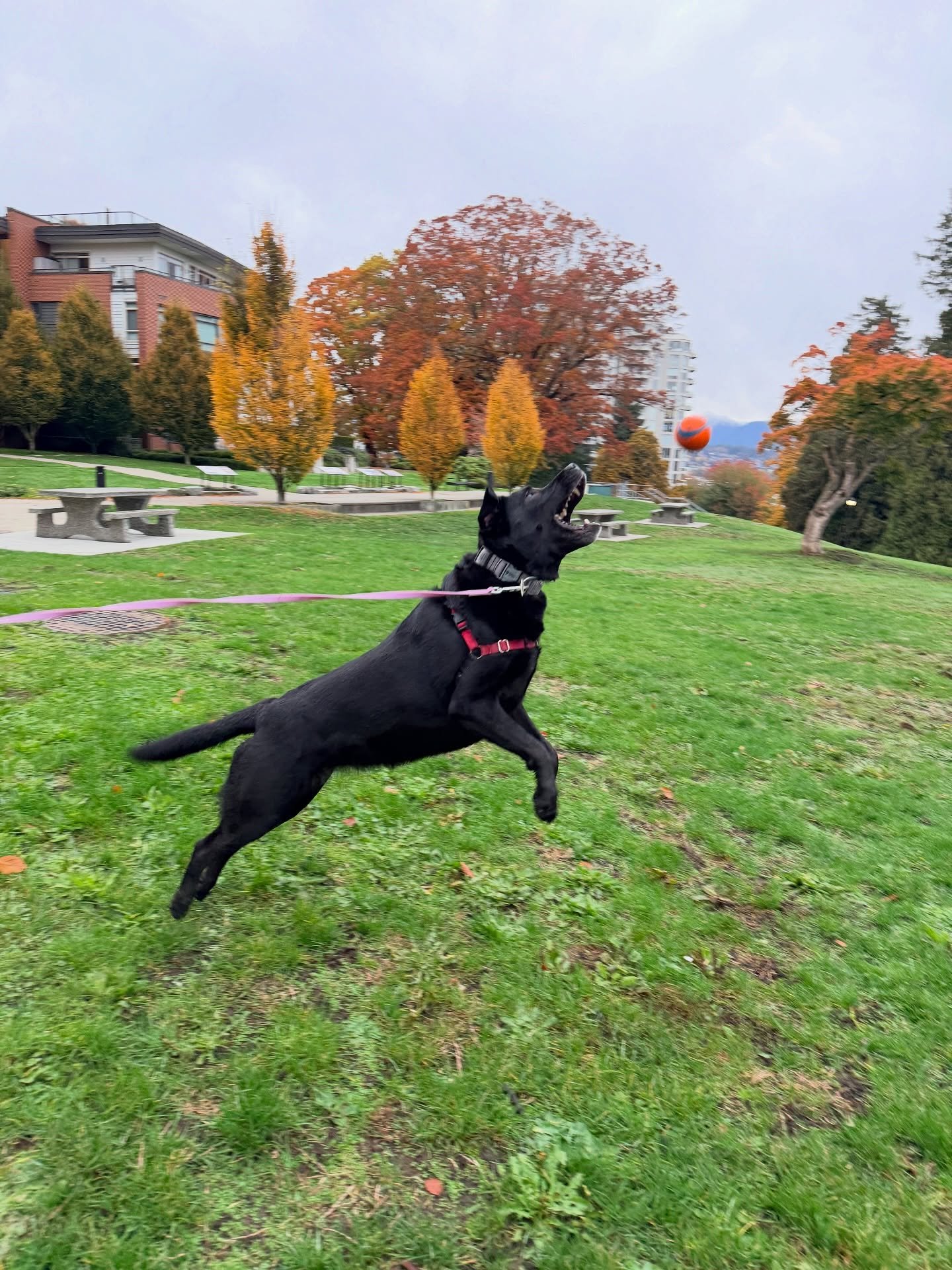 Just a few flying doggies to brighten your Monday 🤩💜