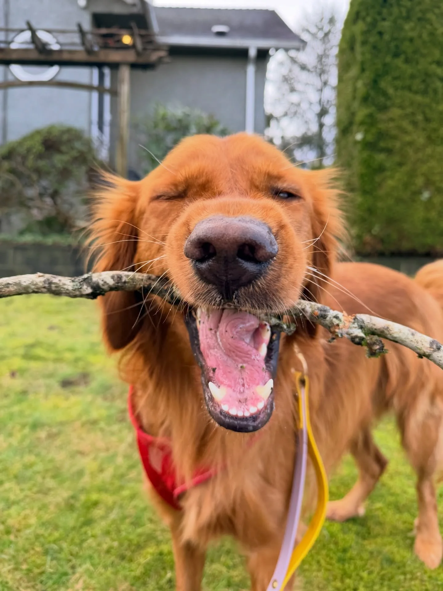 It&rsquo;s been a while since we last did a ✨happy doggie dump✨so here goes&hellip;lots of happy doggies to bring some extra joy to your day!