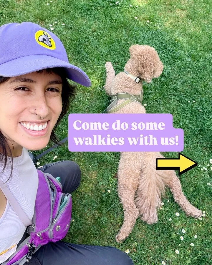 Come along for a day of walkies with Curious Snoots 💜💛

As you can see, we don&rsquo;t just walk dogs&hellip;

We work hard to give each dog an enriching experience, plenty of opportunities to learn, and a walk that feels fun, thoughtful, and tailo