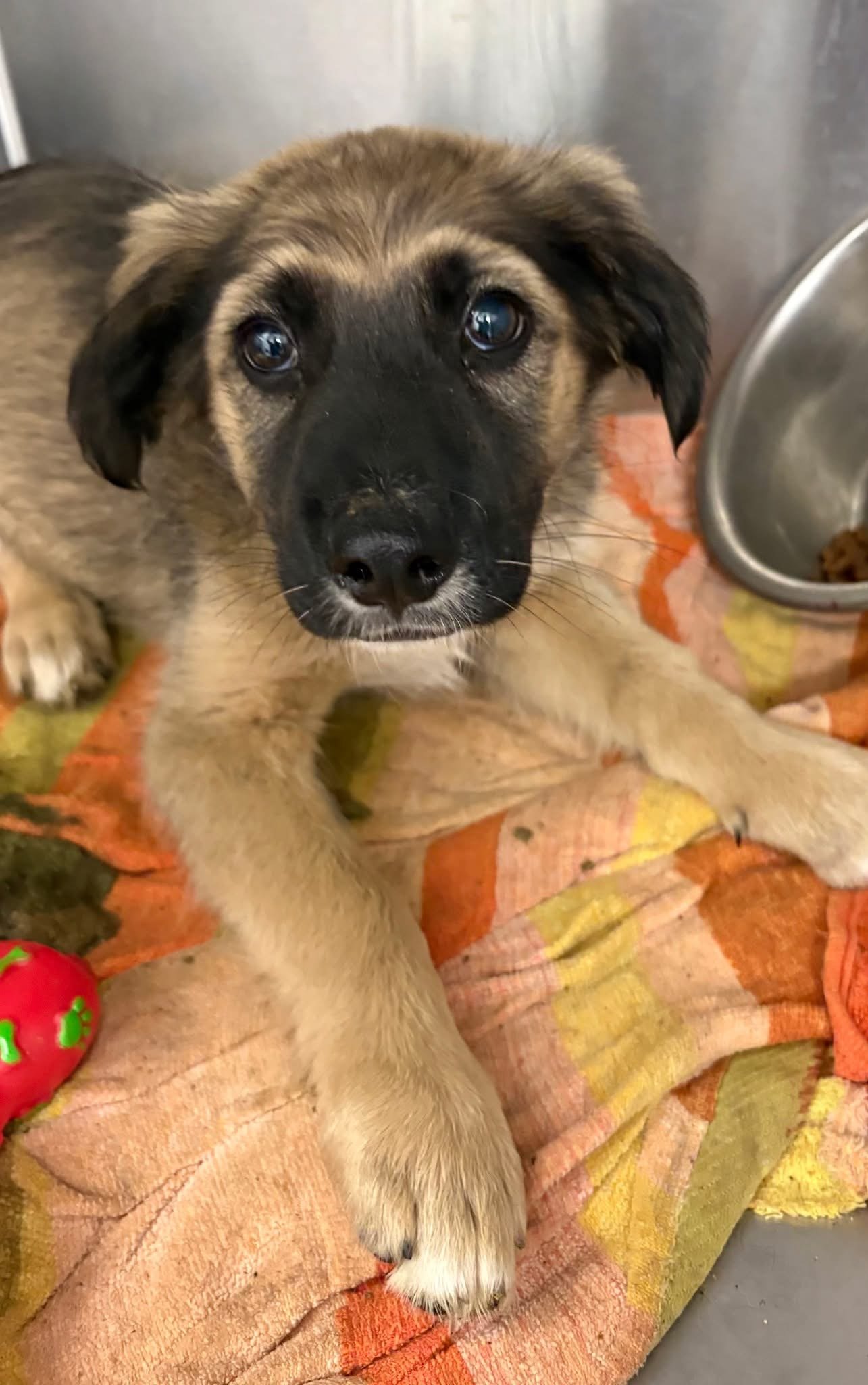 Ozzie's Pound Puppies Adoptions 