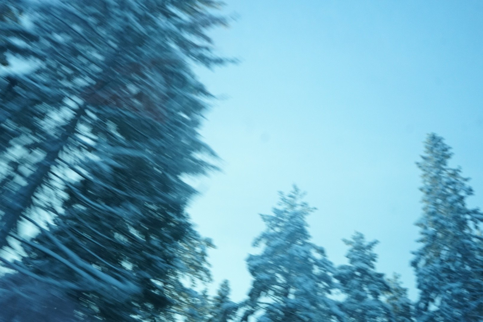 Winter trees.jpeg