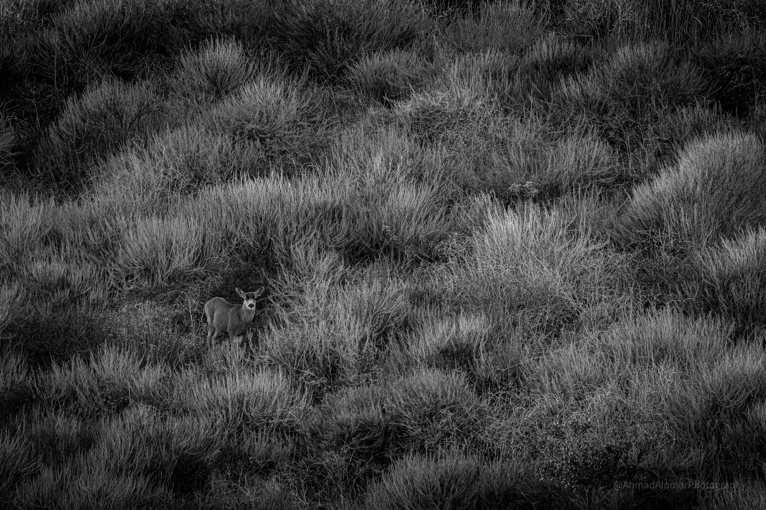 A Brief Glimpse