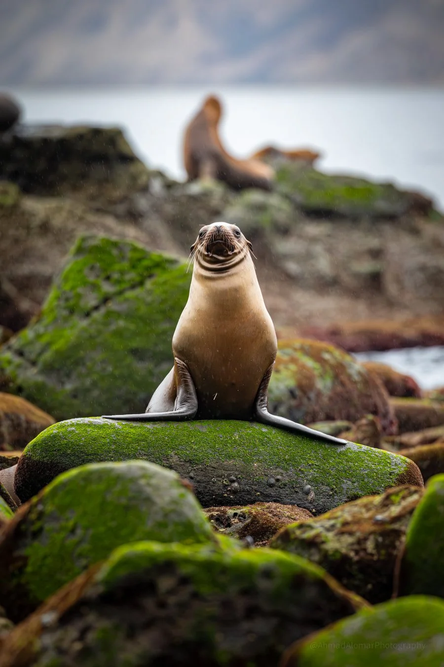 King of the Cove