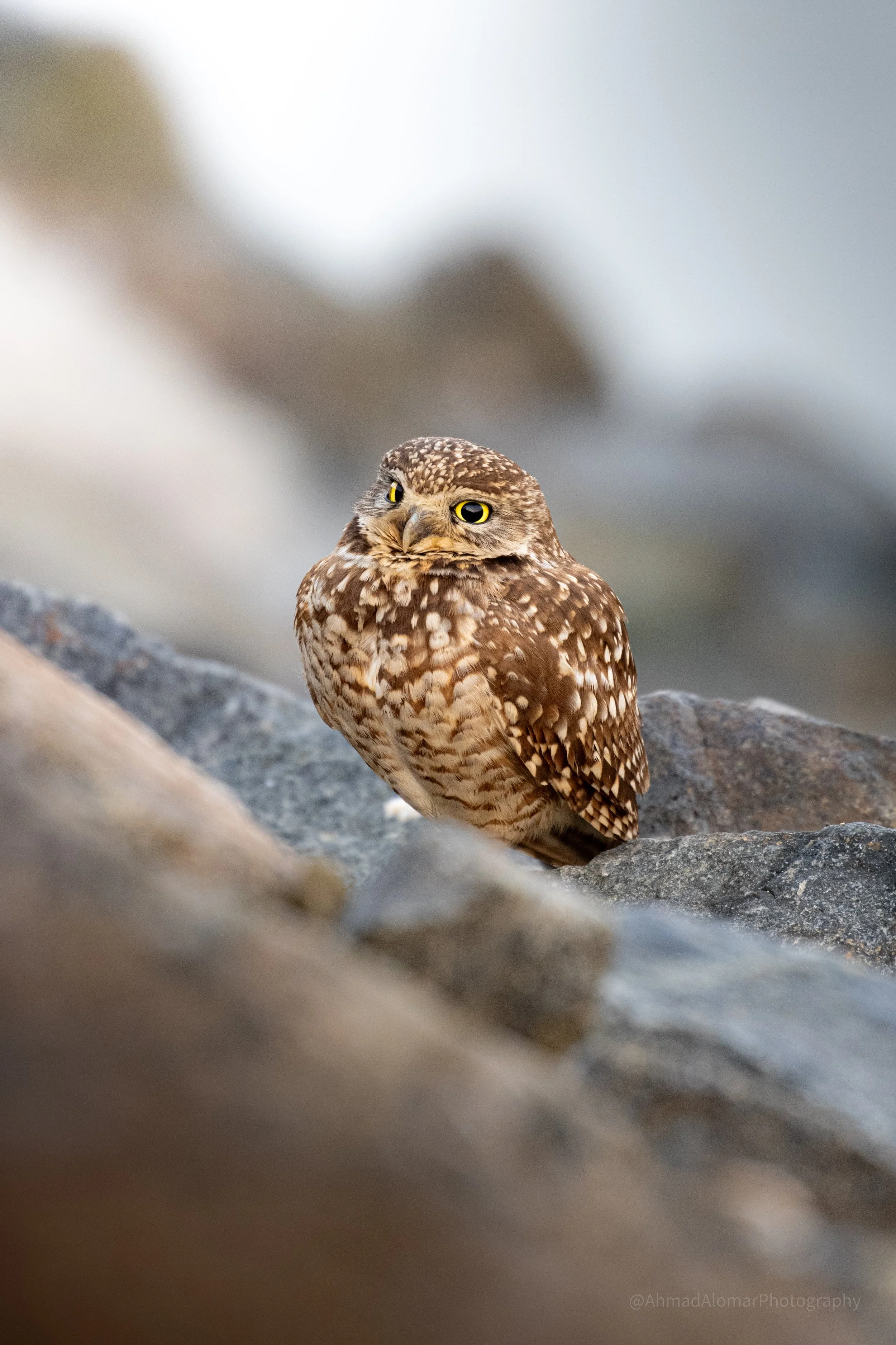 Burrow Search